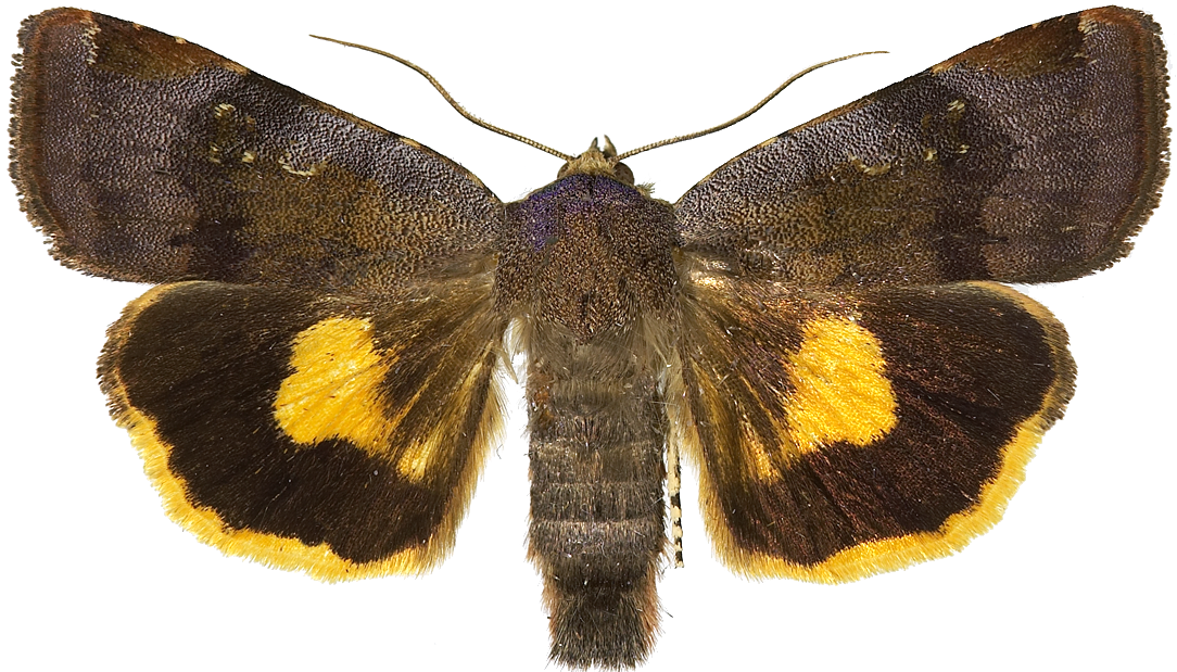 : Noctua janthina.