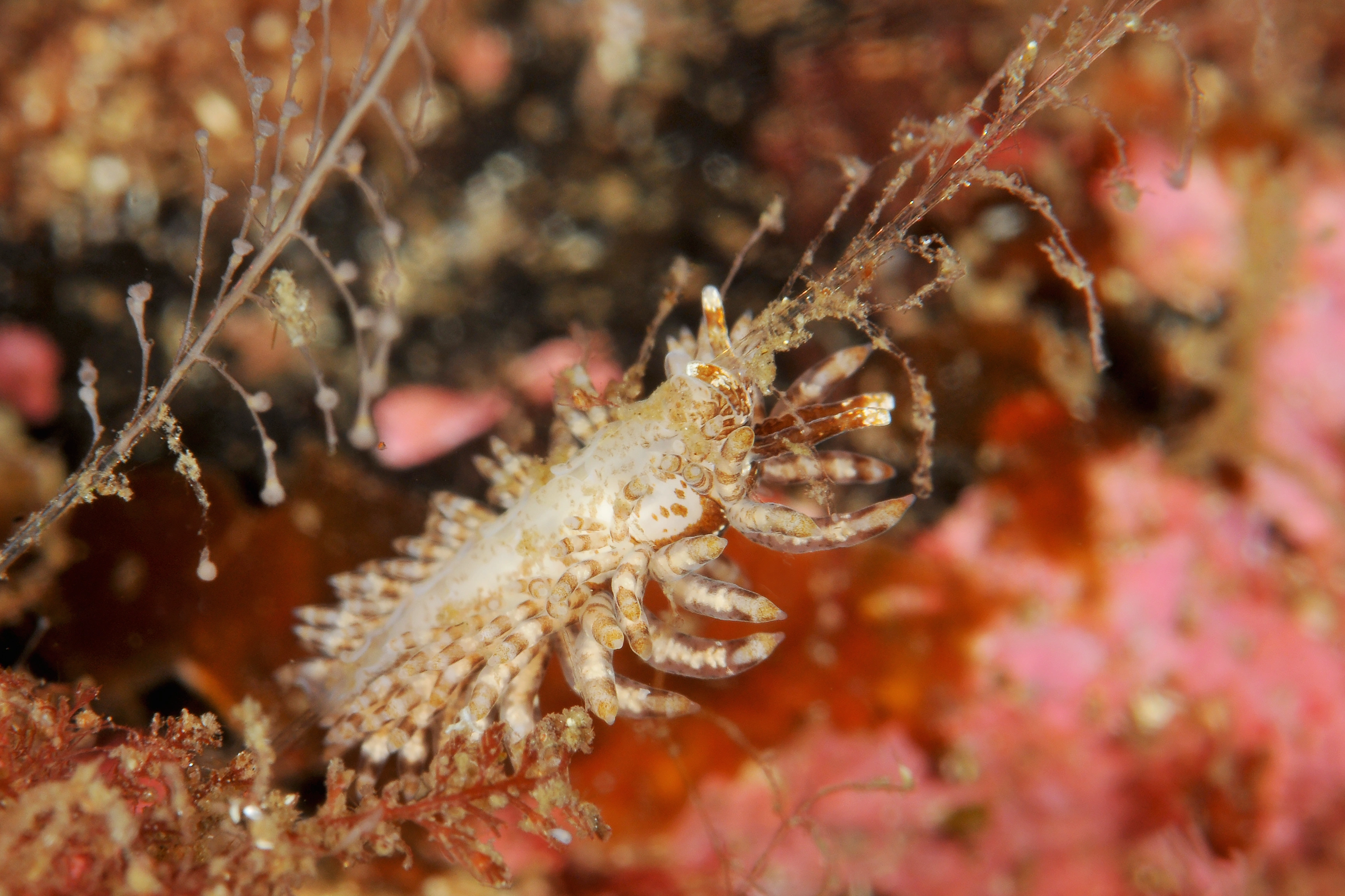 : Eubranchus vittatus.