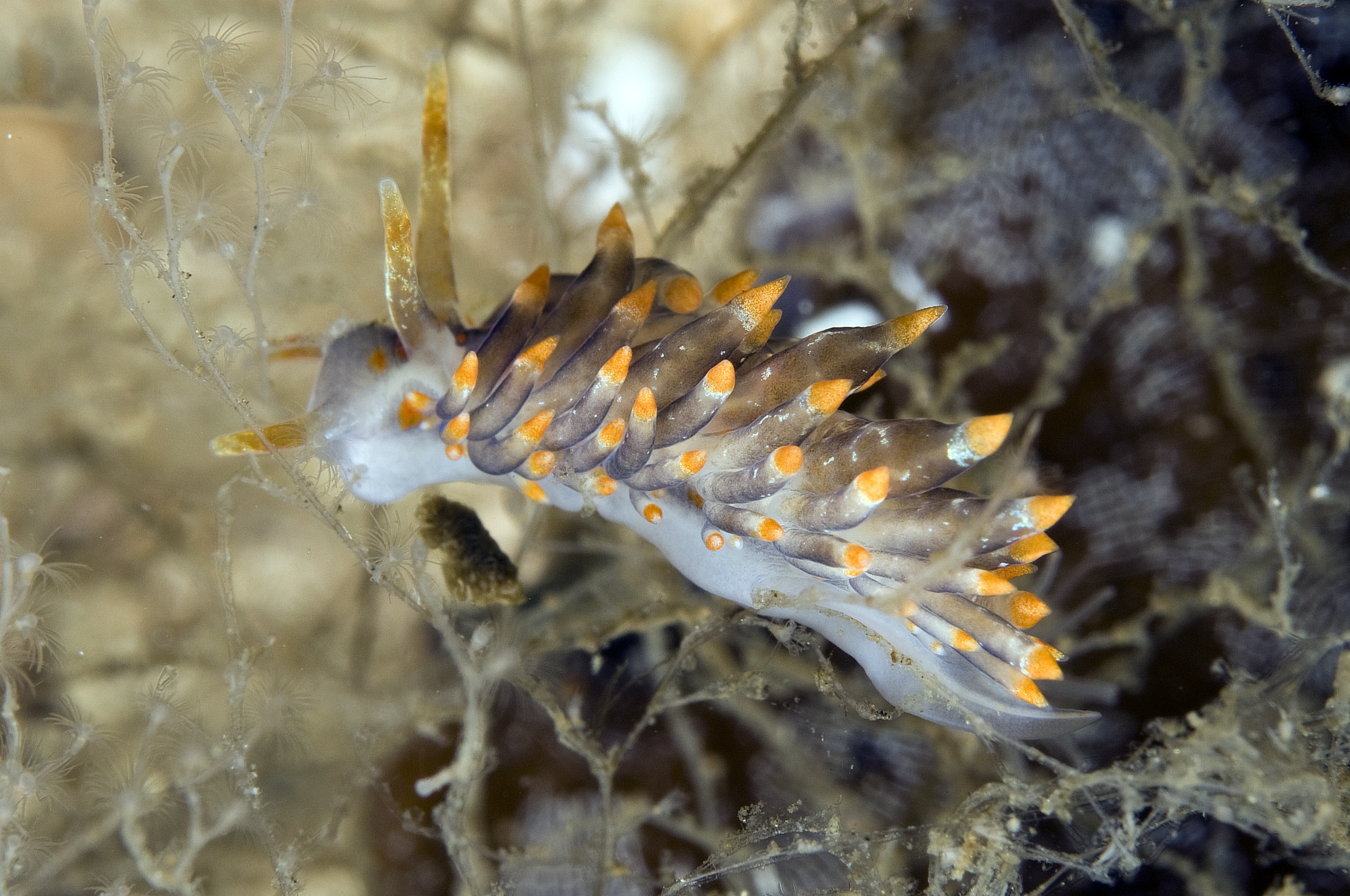 : Amphorina andra.