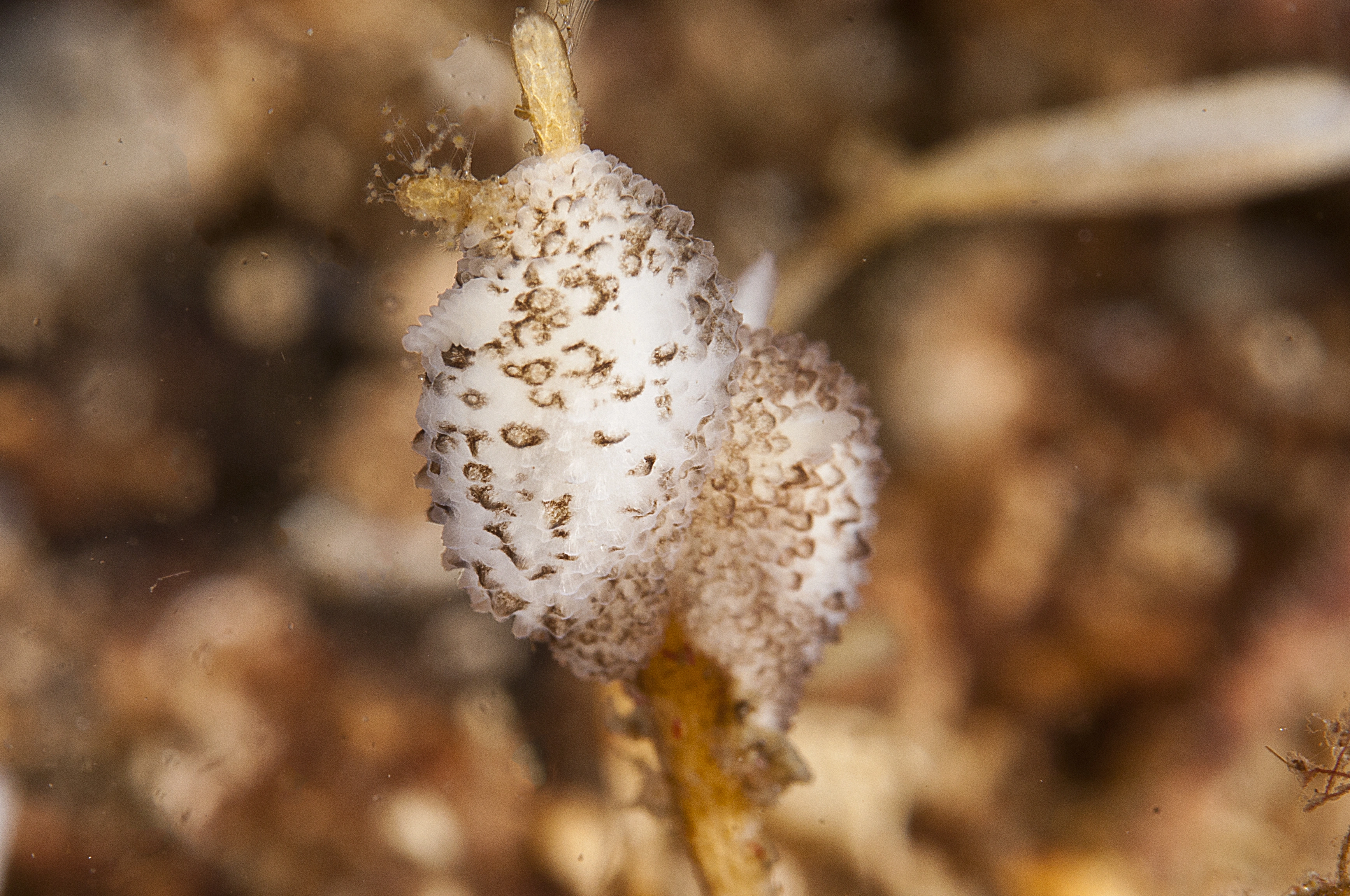 : Atalodoris oblonga.