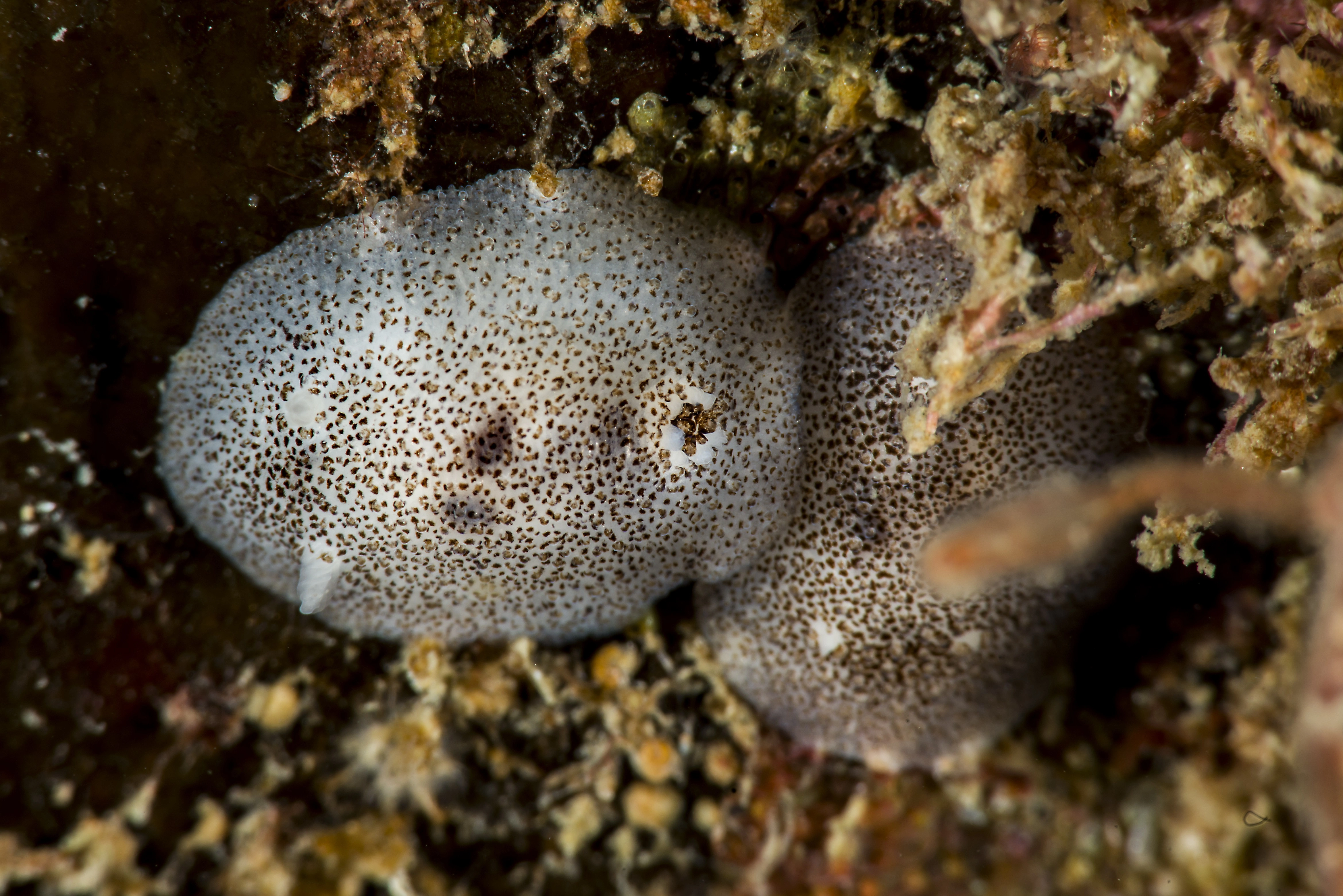 : Atalodoris pusilla.