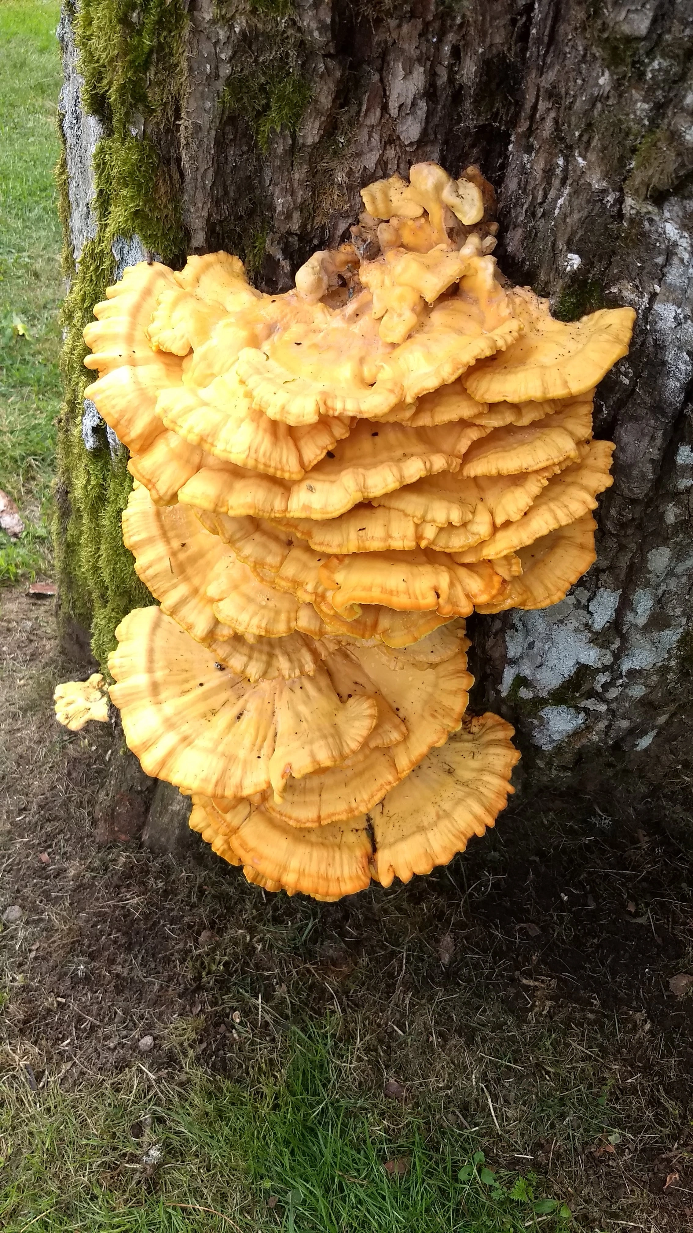 : Laetiporus sulphureus.