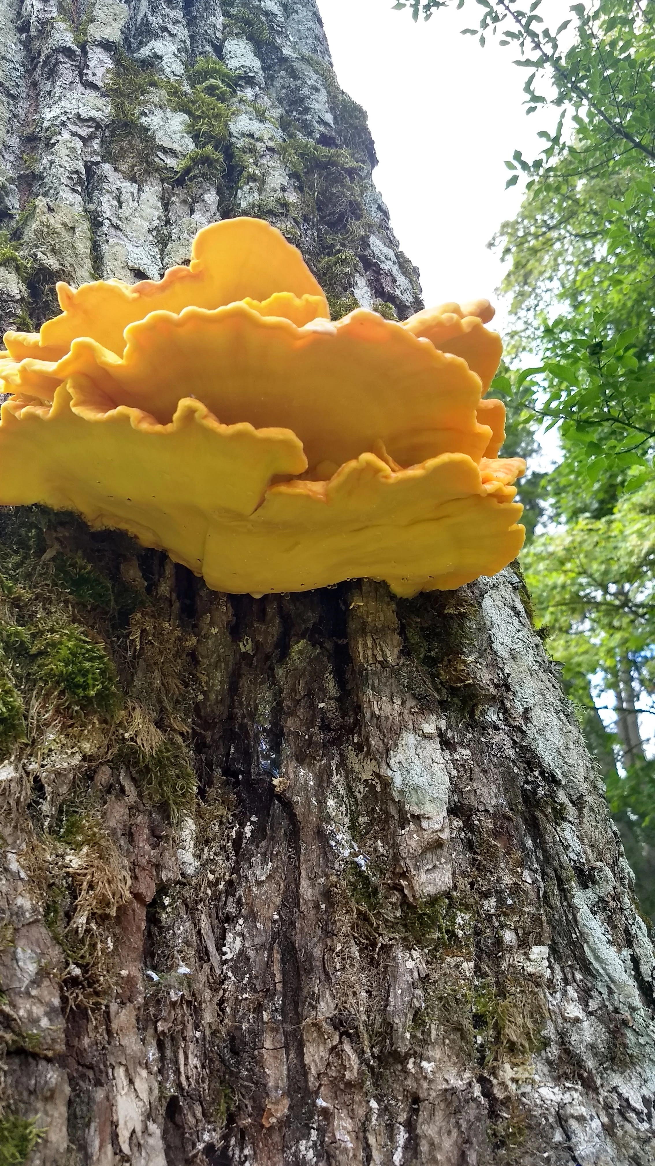 : Laetiporus sulphureus.