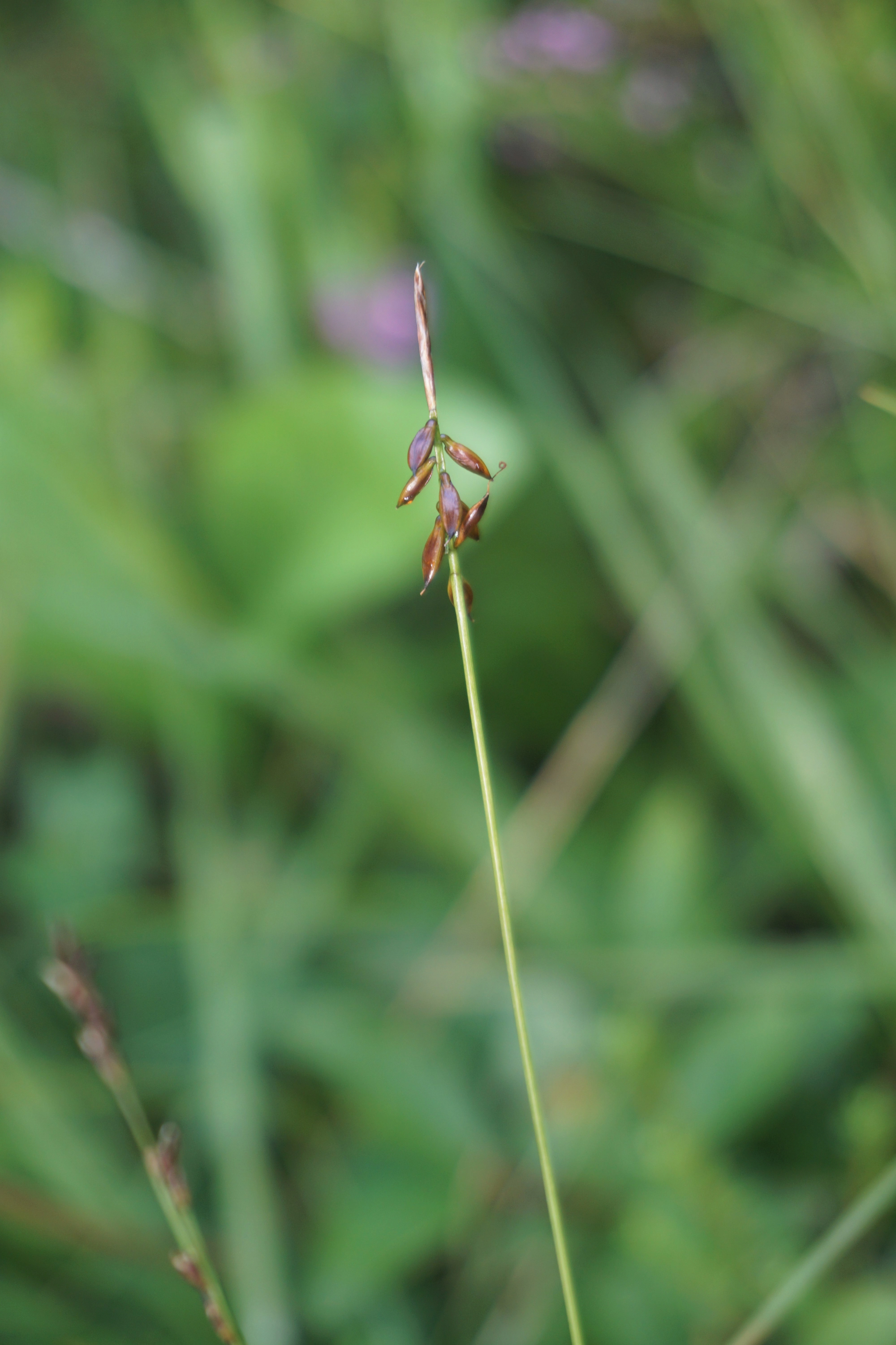 : Carex pulicaris.