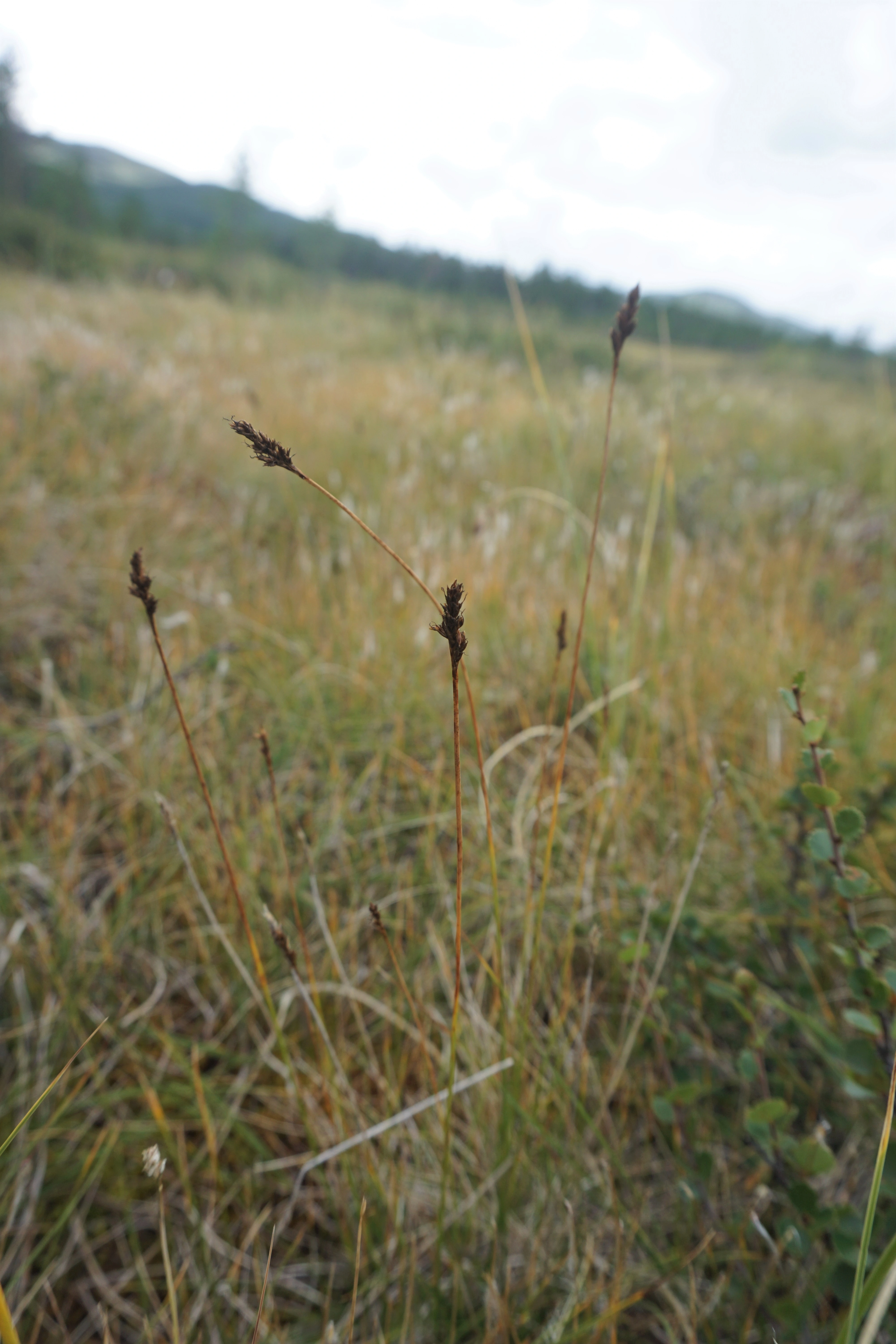 : Carex simpliciuscula.