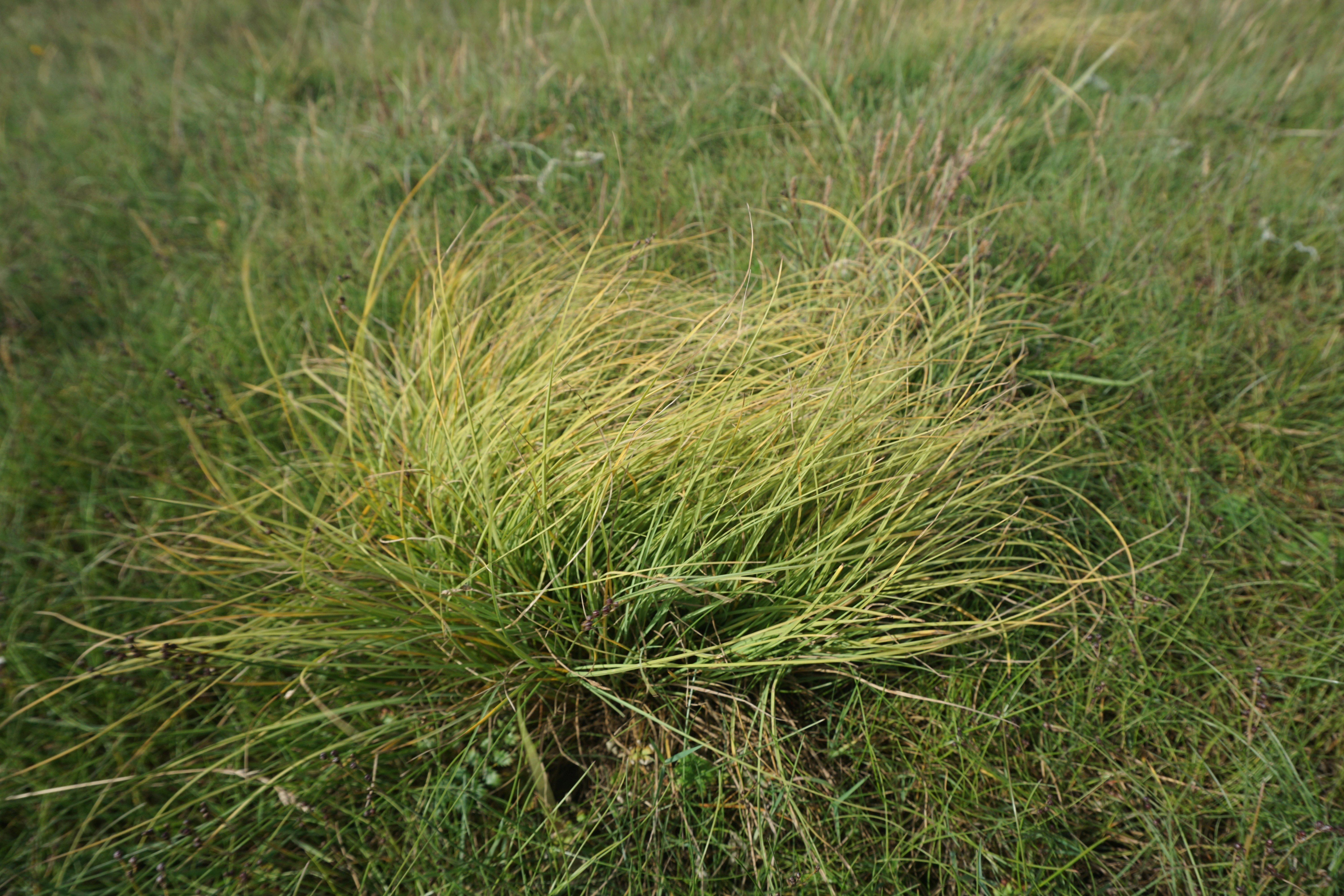 : Carex glareosa.