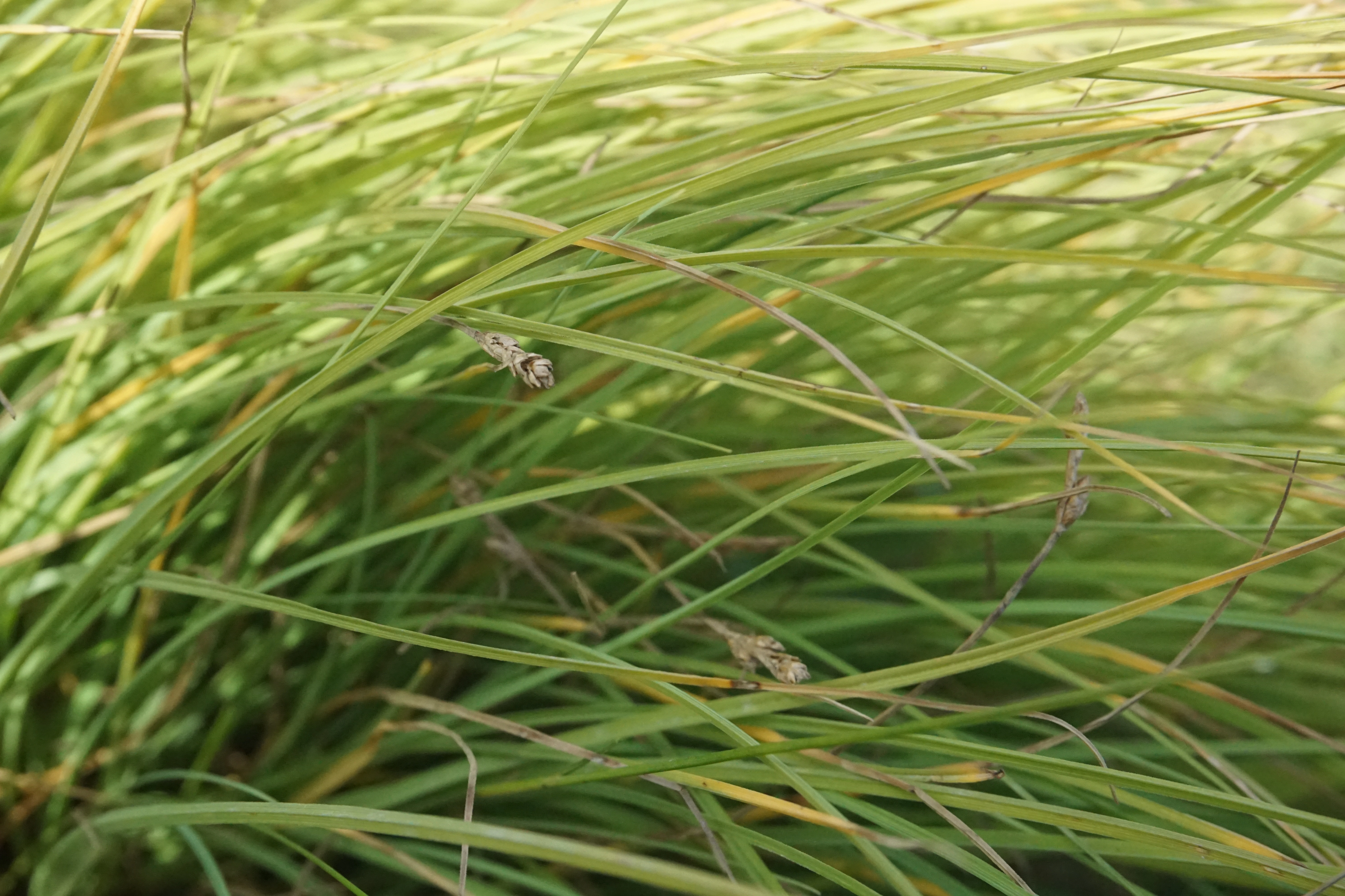 : Carex glareosa.