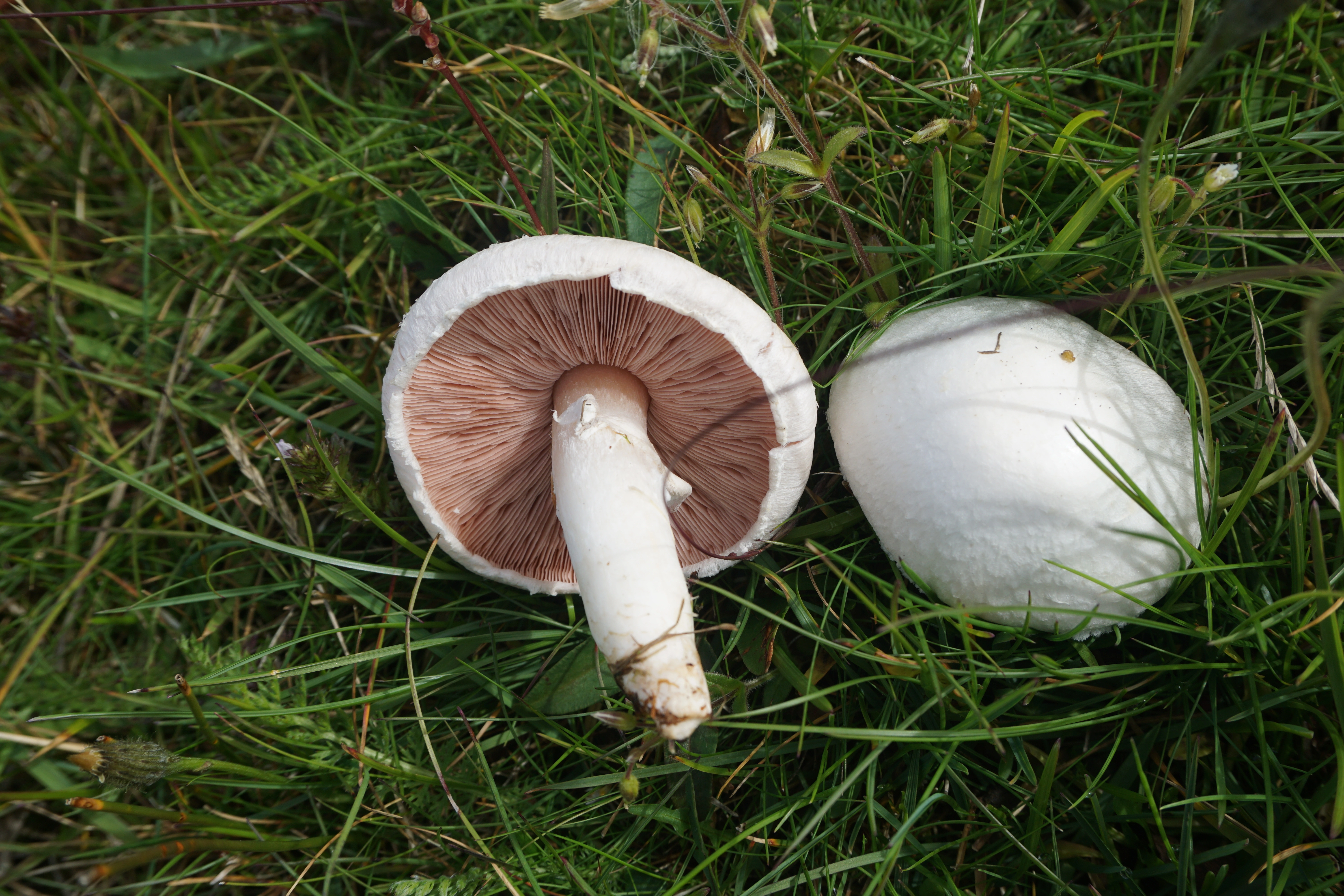 : Agaricus campestris.