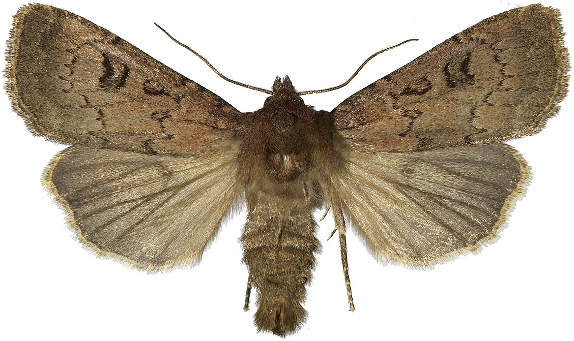 : Graphiphora augur.