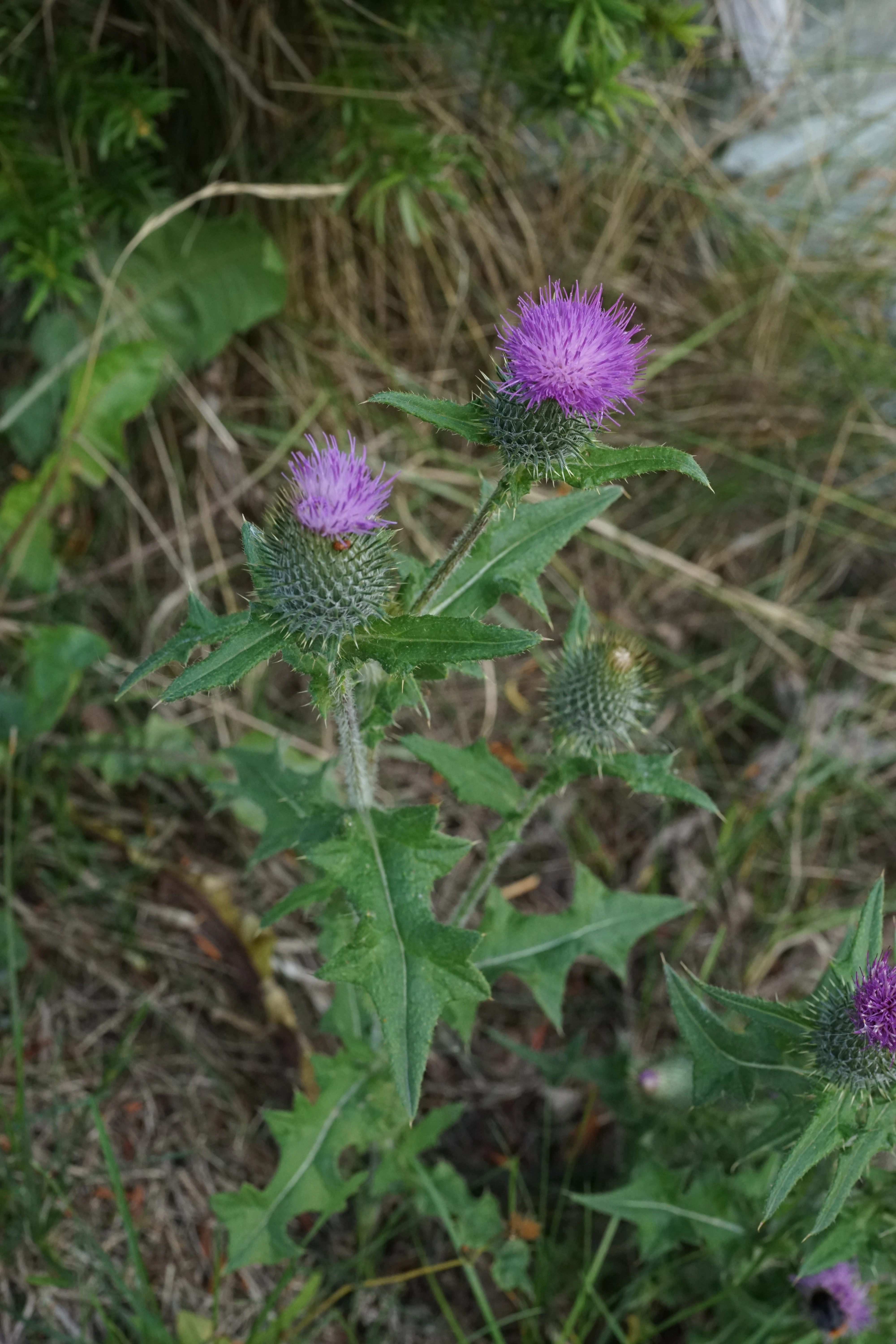 : Cirsium vulgare.