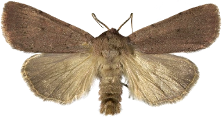 lyngbakkefly