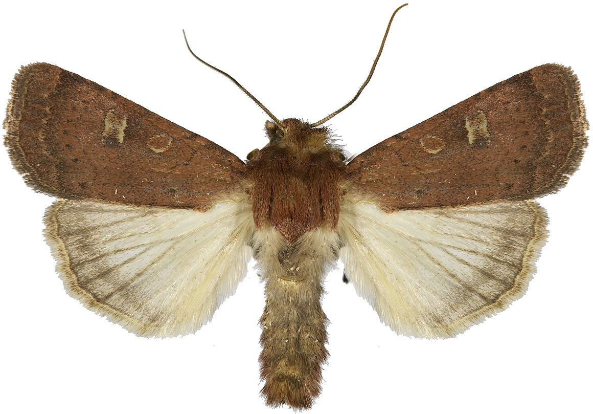 : Xestia xanthographa.