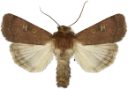 : Xestia xanthographa.