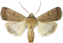 : Xestia xanthographa.