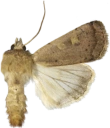 : Xestia xanthographa.