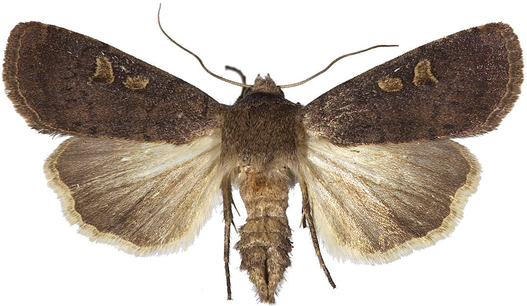 : Xestia xanthographa.