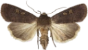 : Xestia xanthographa.