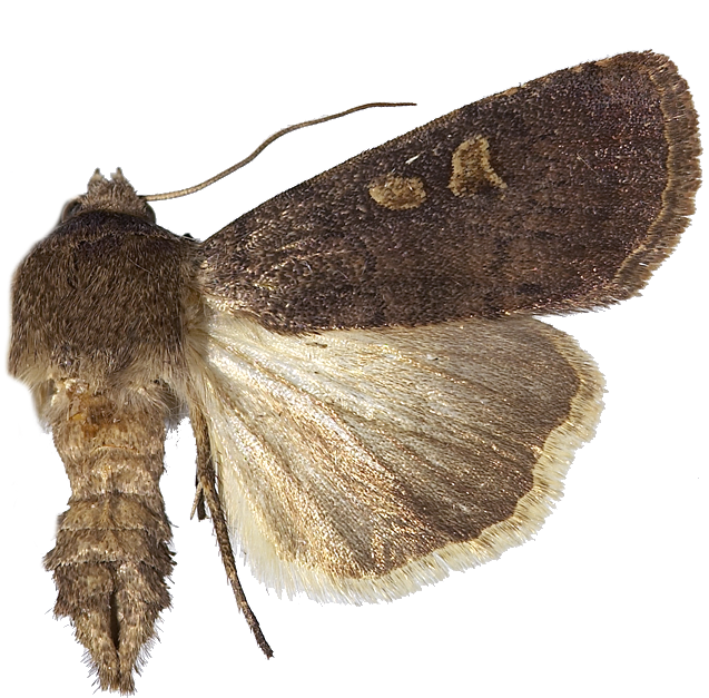 : Xestia xanthographa.