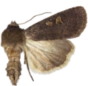 : Xestia xanthographa.