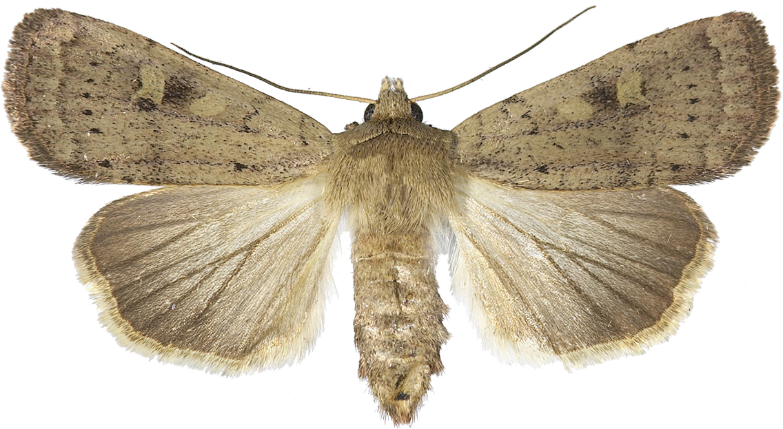 : Xestia xanthographa.