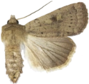 : Xestia xanthographa.