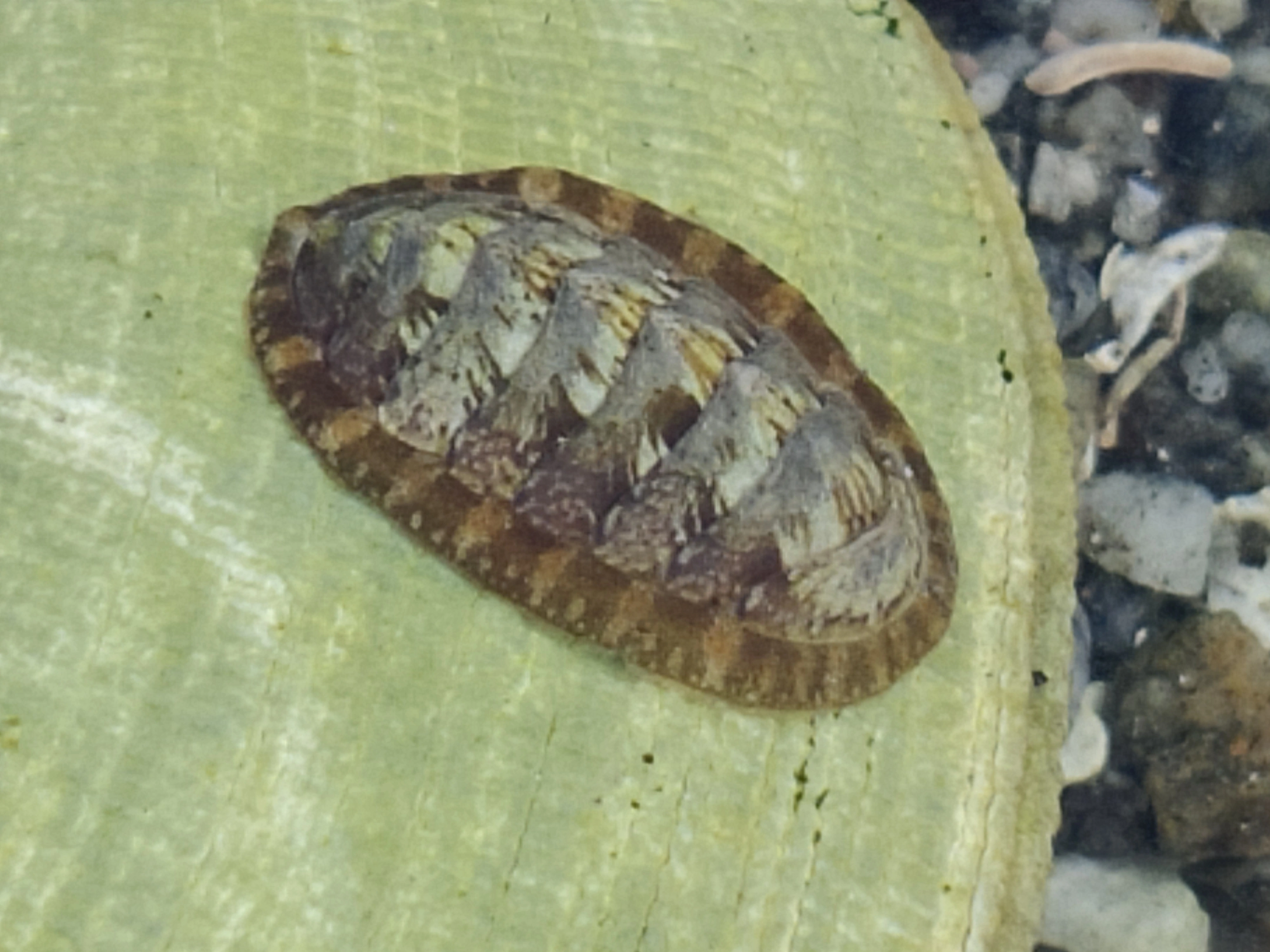 : Lepidochitona cinerea.