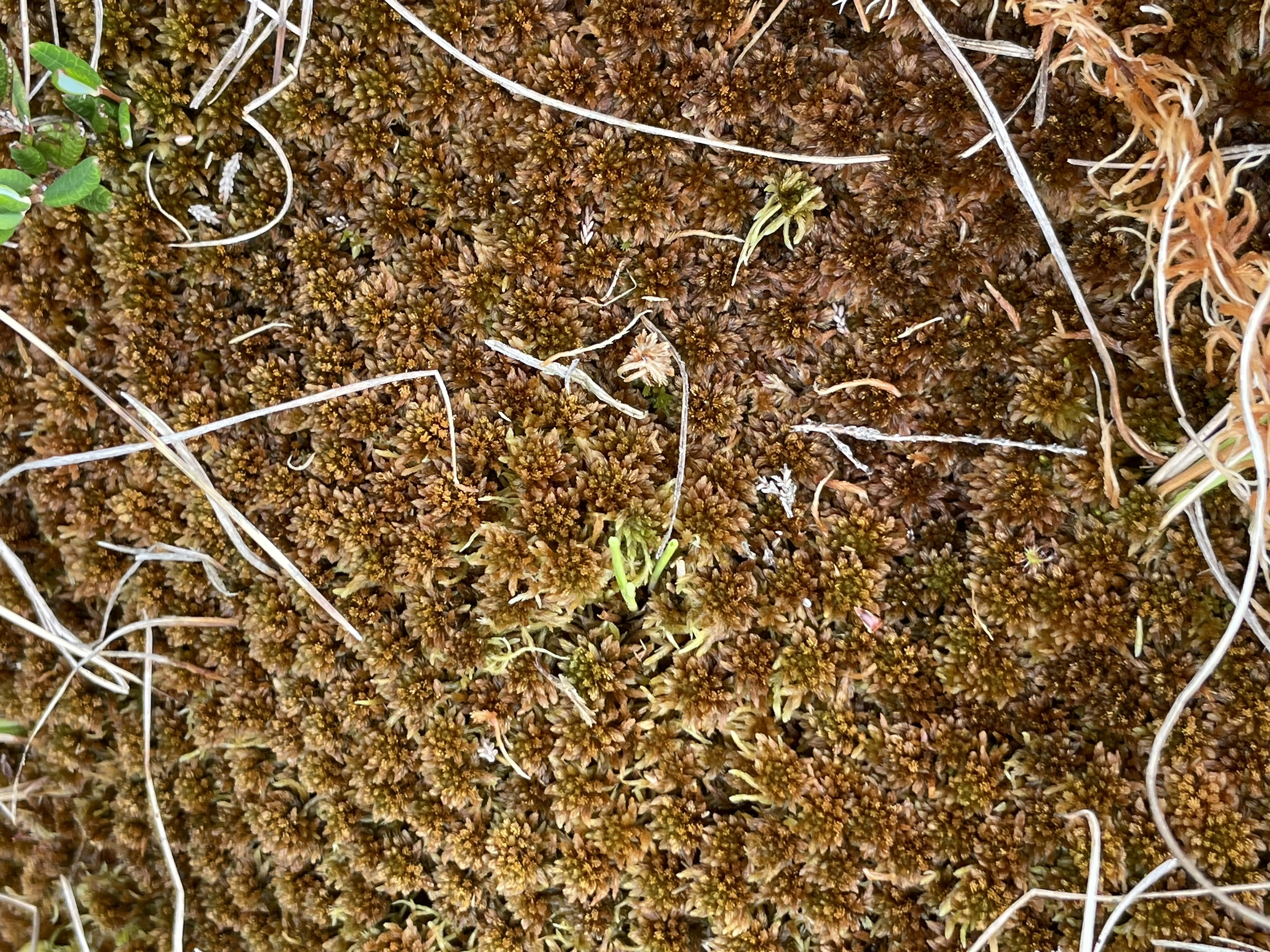 : Sphagnum beothuk.