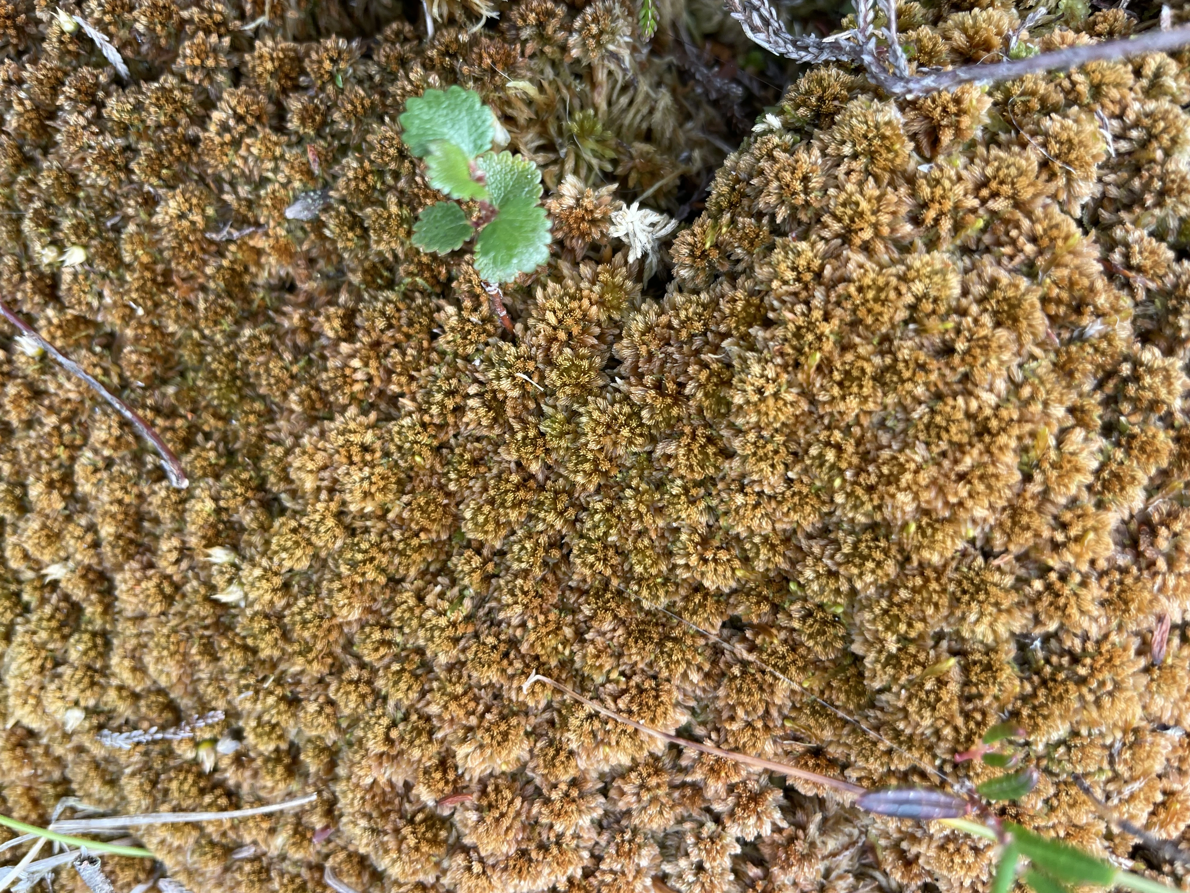 : Sphagnum (Sphagnum) austinii.