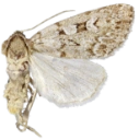 : Xestia laetabilis.