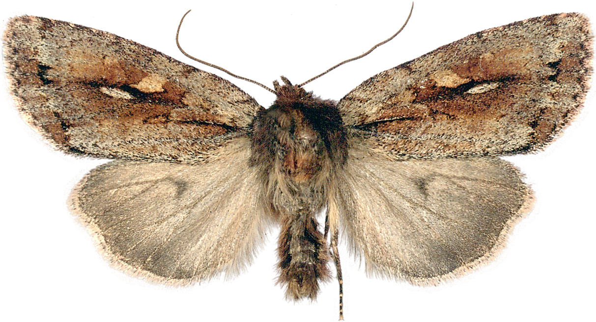 : Xestia brunneopicta.