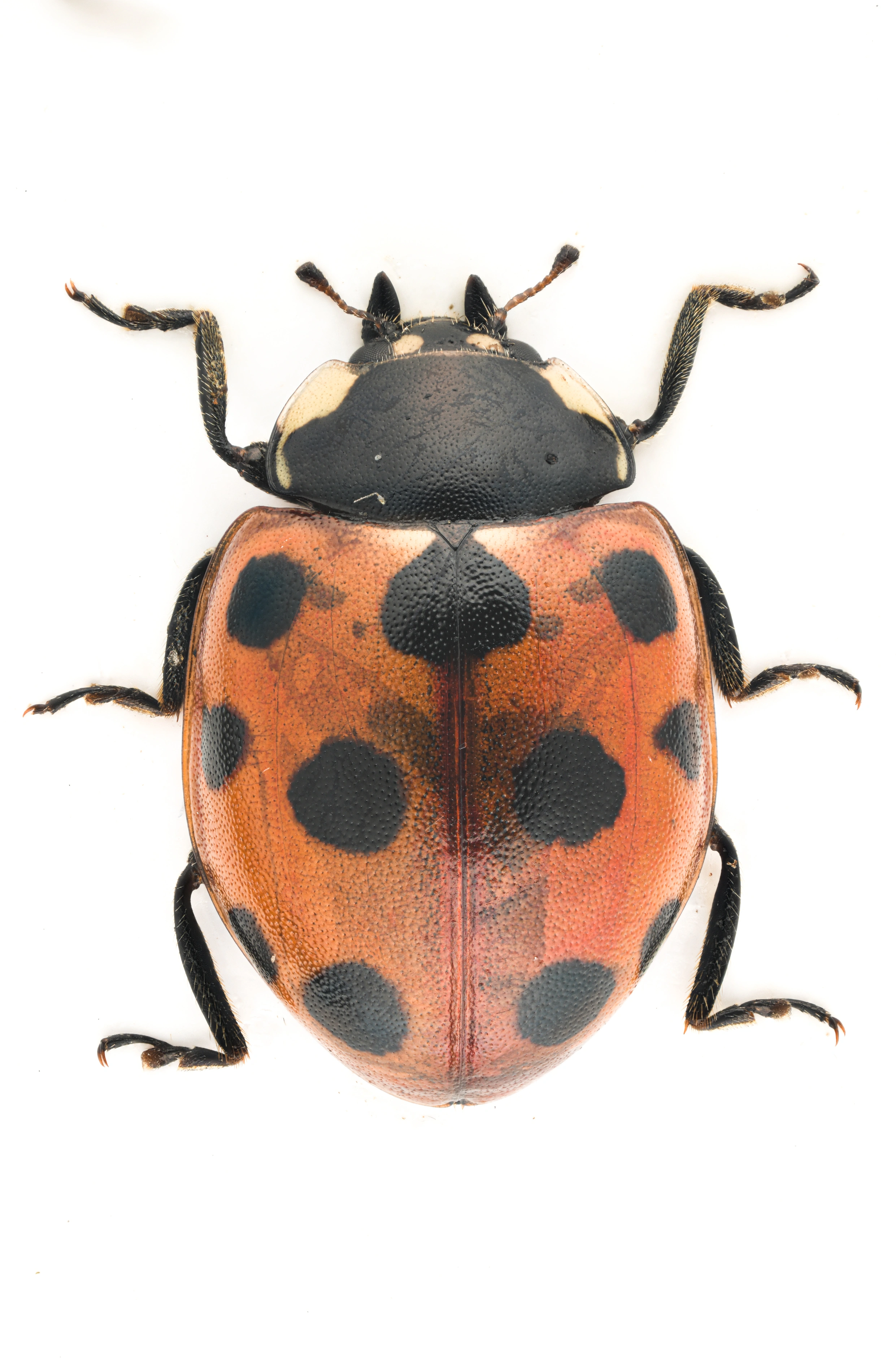 : Coccinella undecimpunctata.