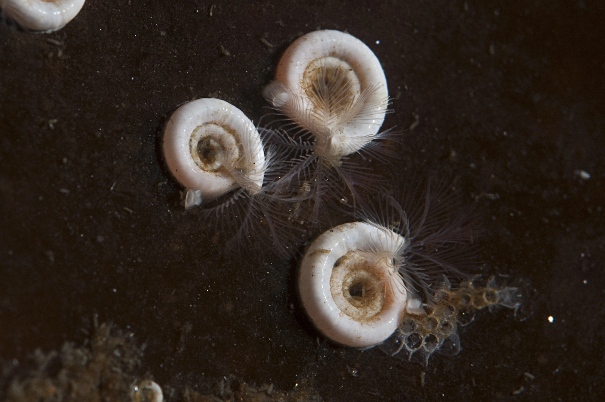 : Spirorbis inornatus.