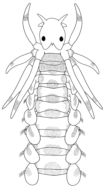 : Phyllodoce maculata.