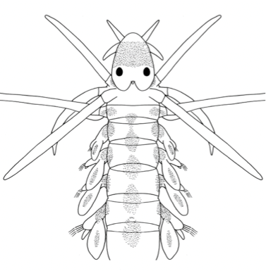 : Phyllodoce mucosa.