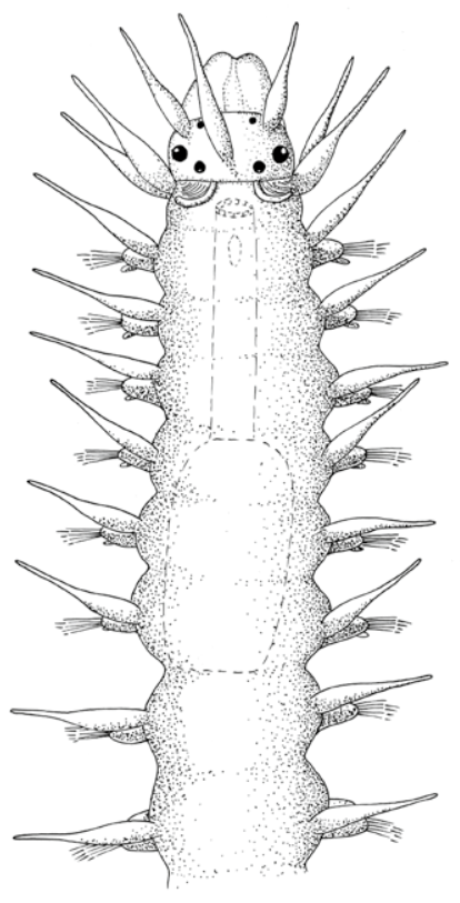 : Salvatoria clavata.