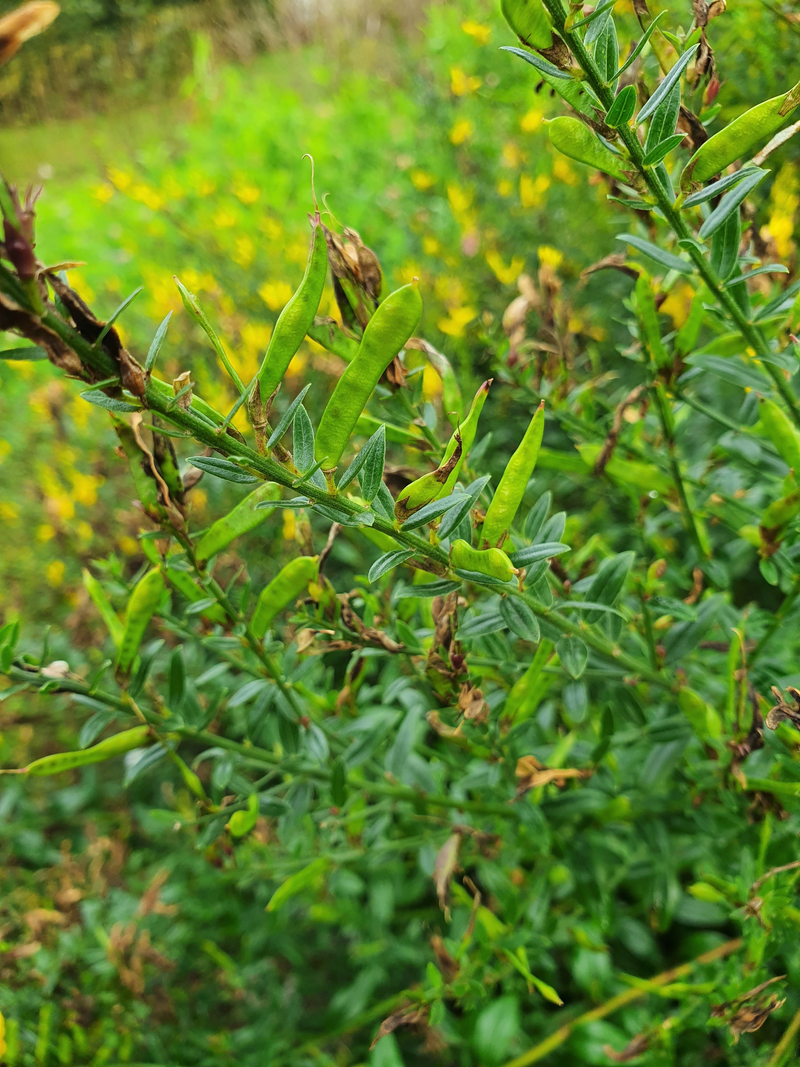 : Genista tinctoria.