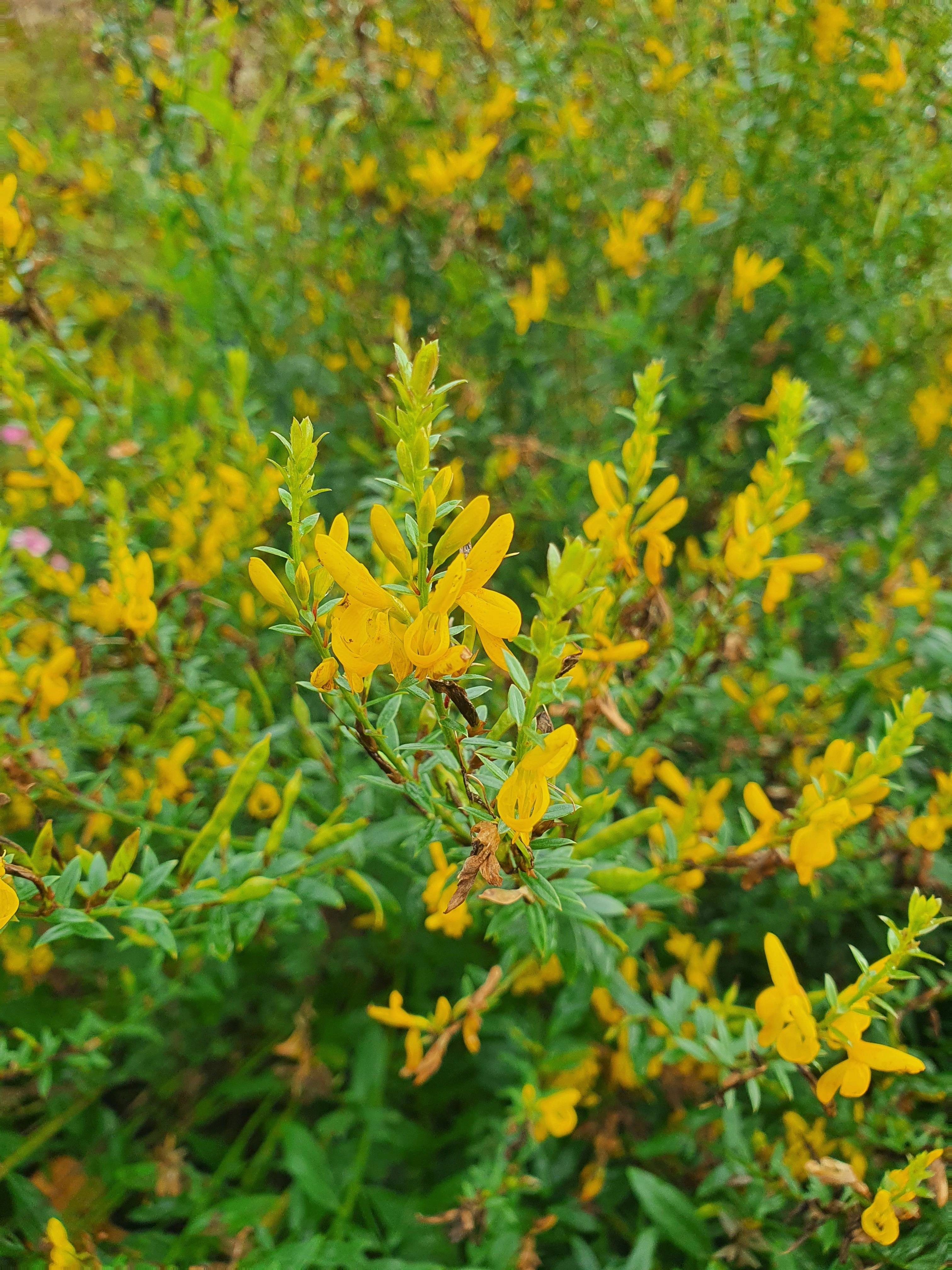 : Genista tinctoria.