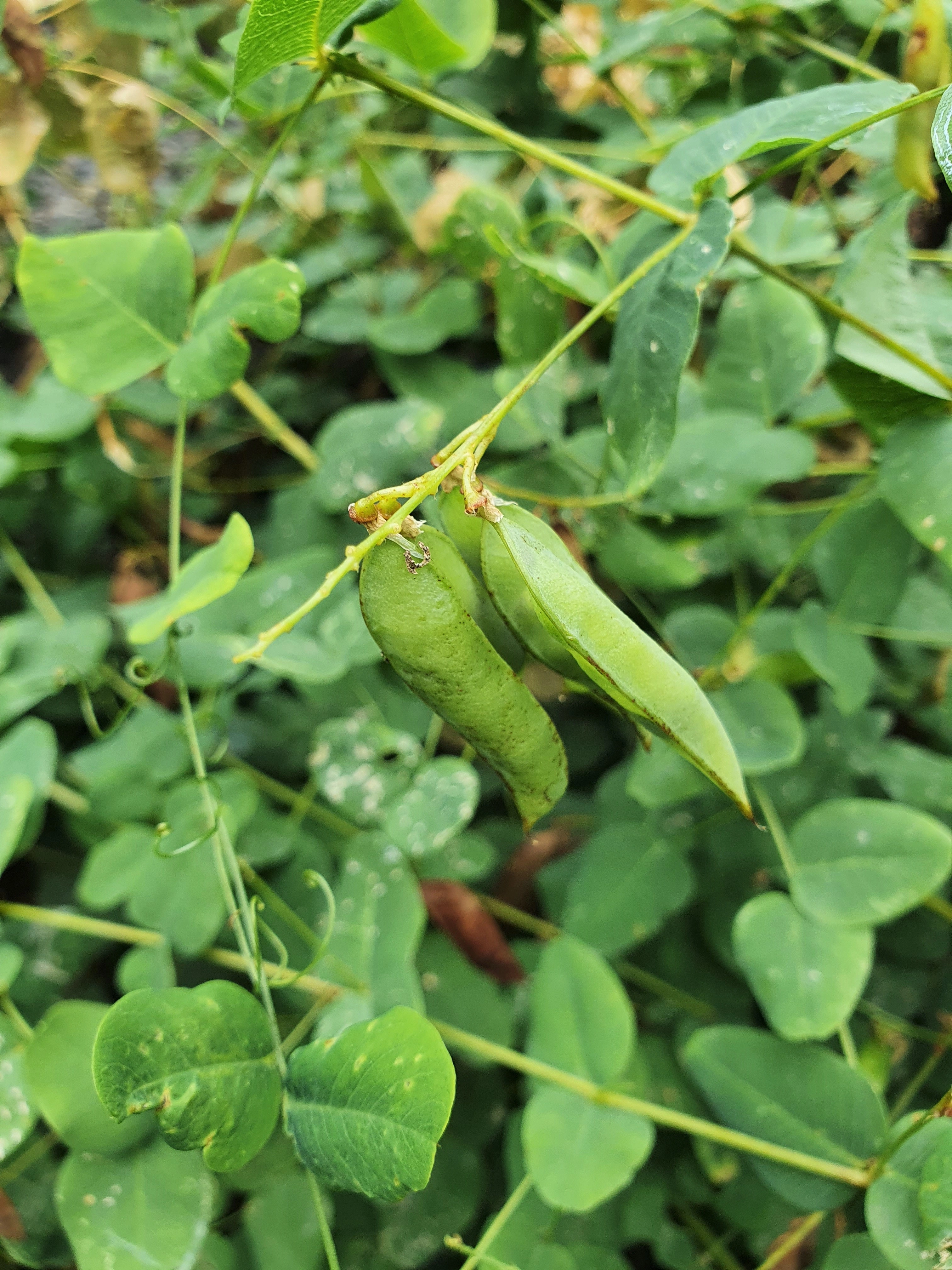 : Vicia pisiformis.