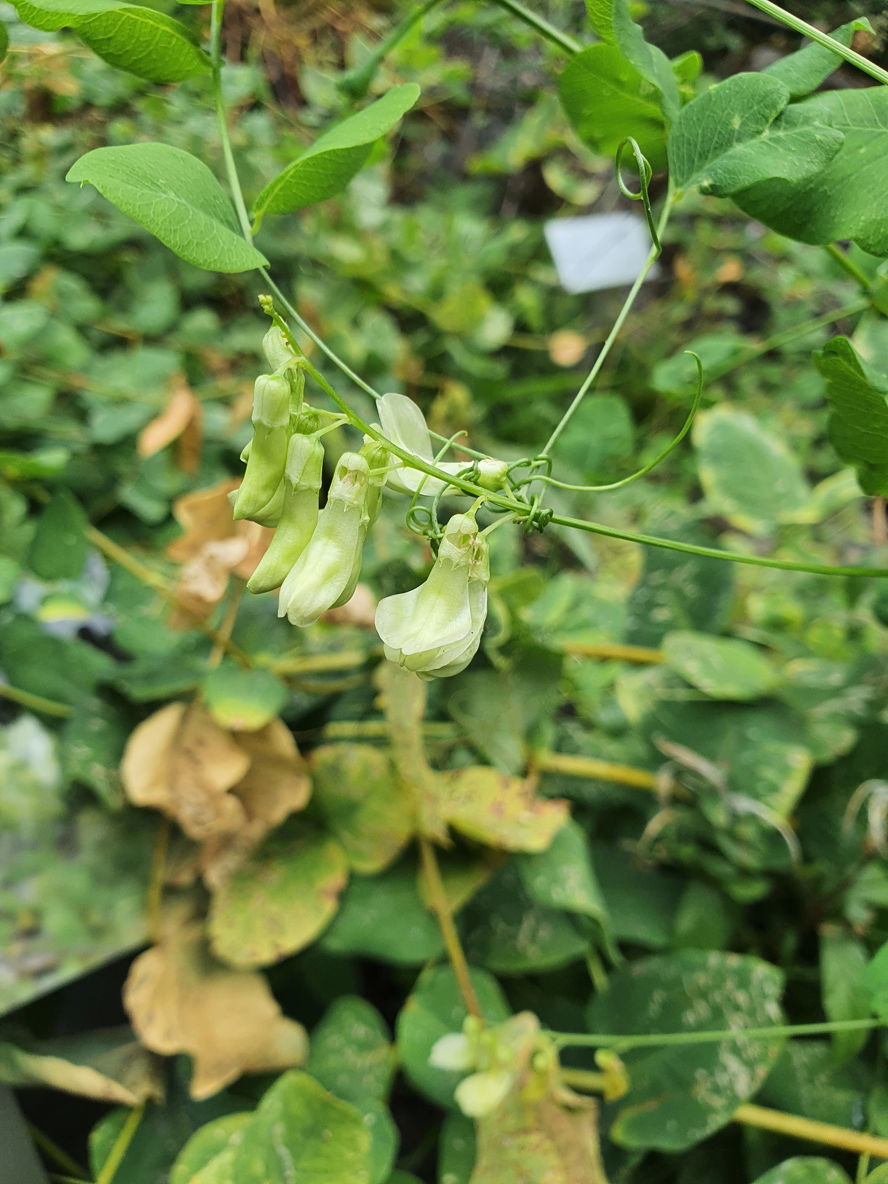 : Vicia pisiformis.