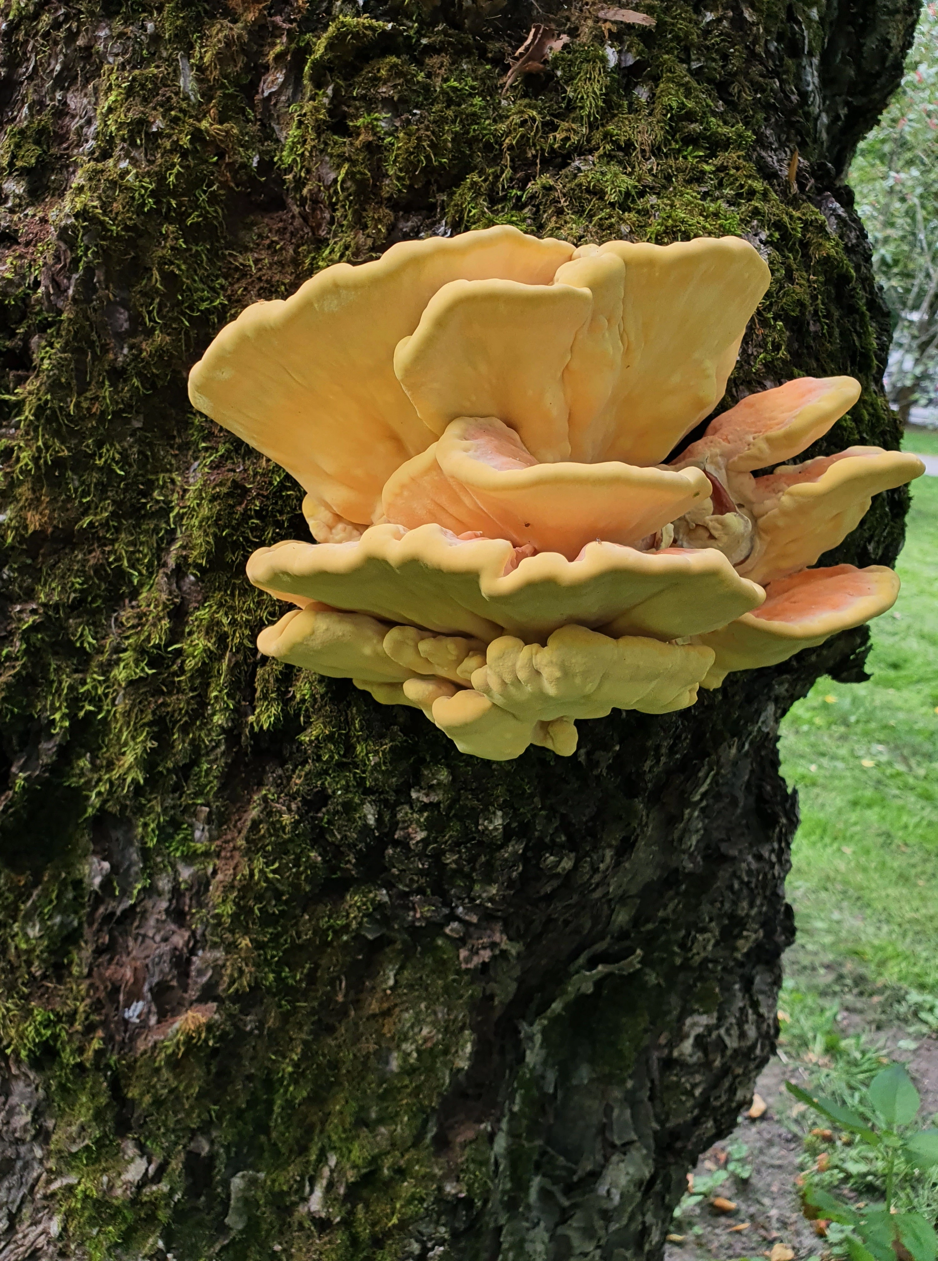 : Laetiporus sulphureus.