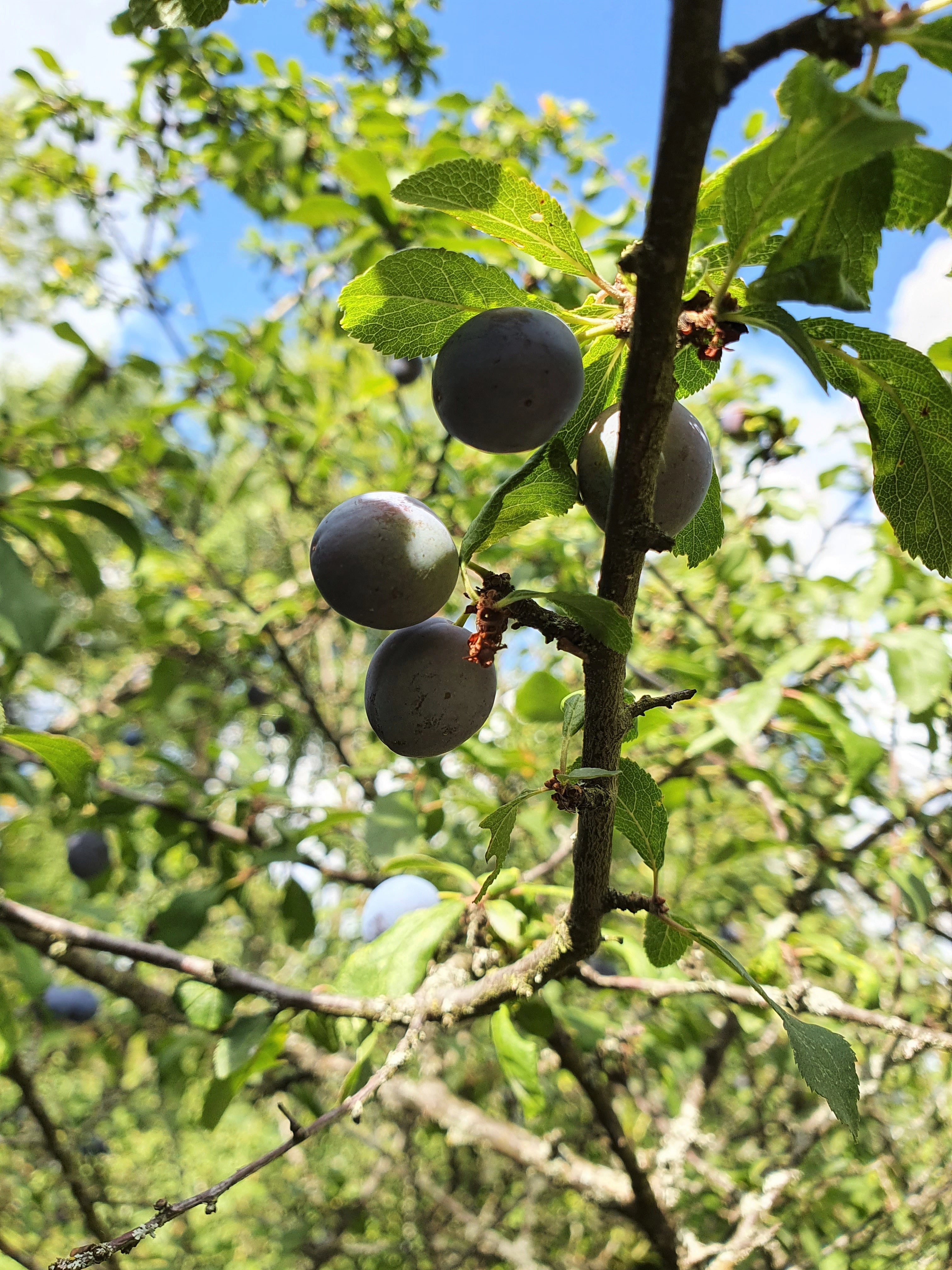 : Prunus spinosa.