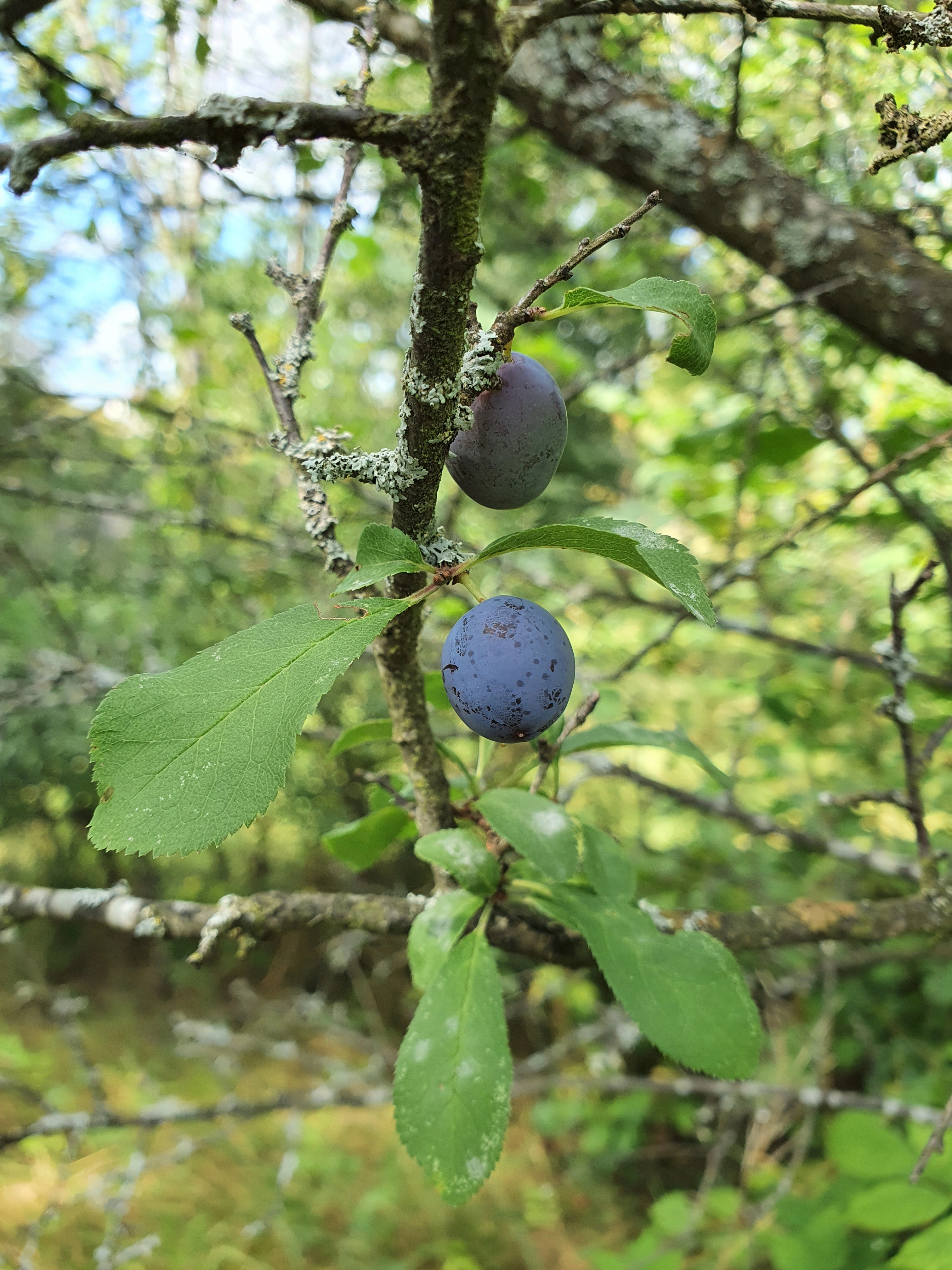 : Prunus spinosa.