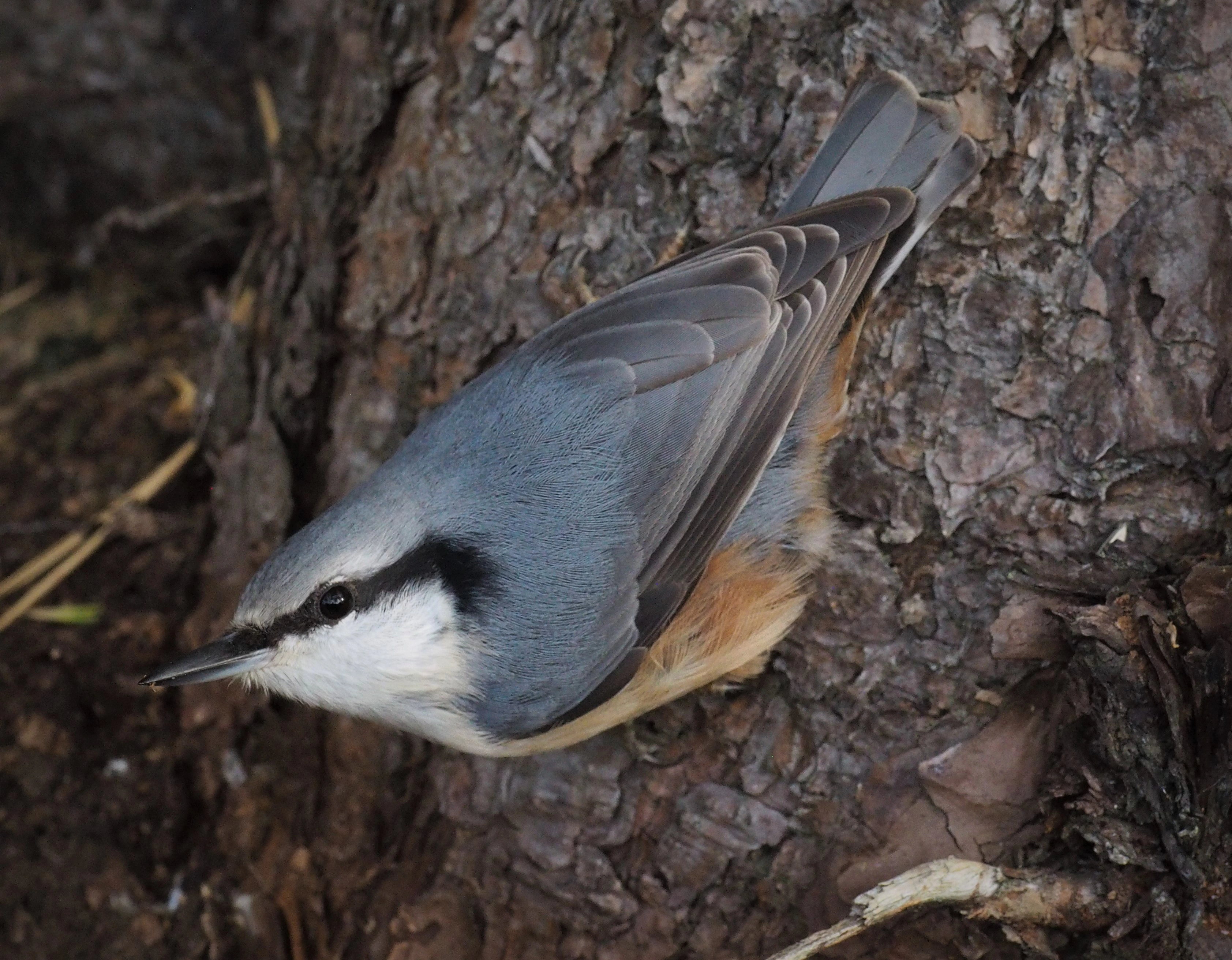 : Sitta europaea.