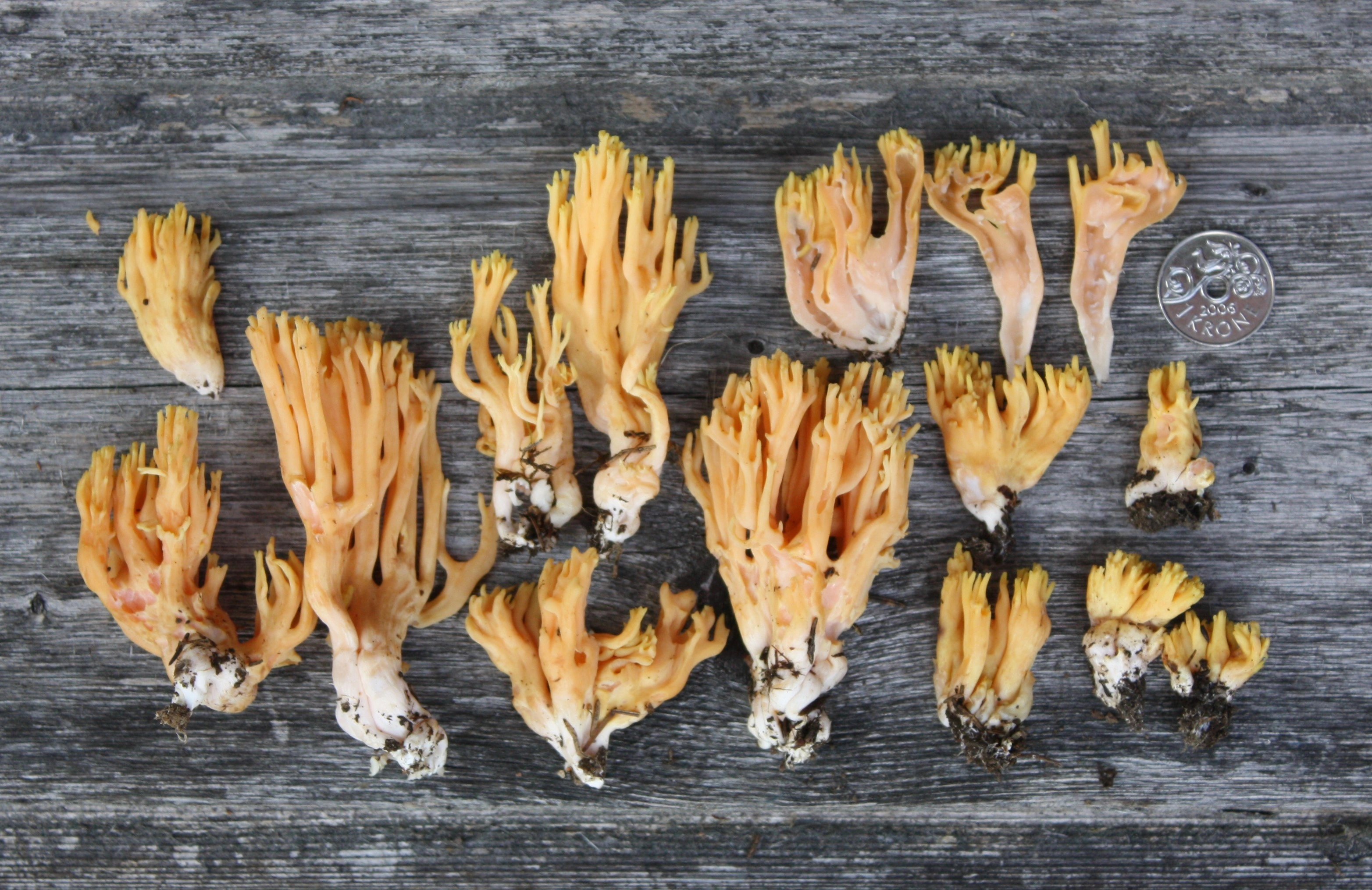 : Ramaria ignicolor.