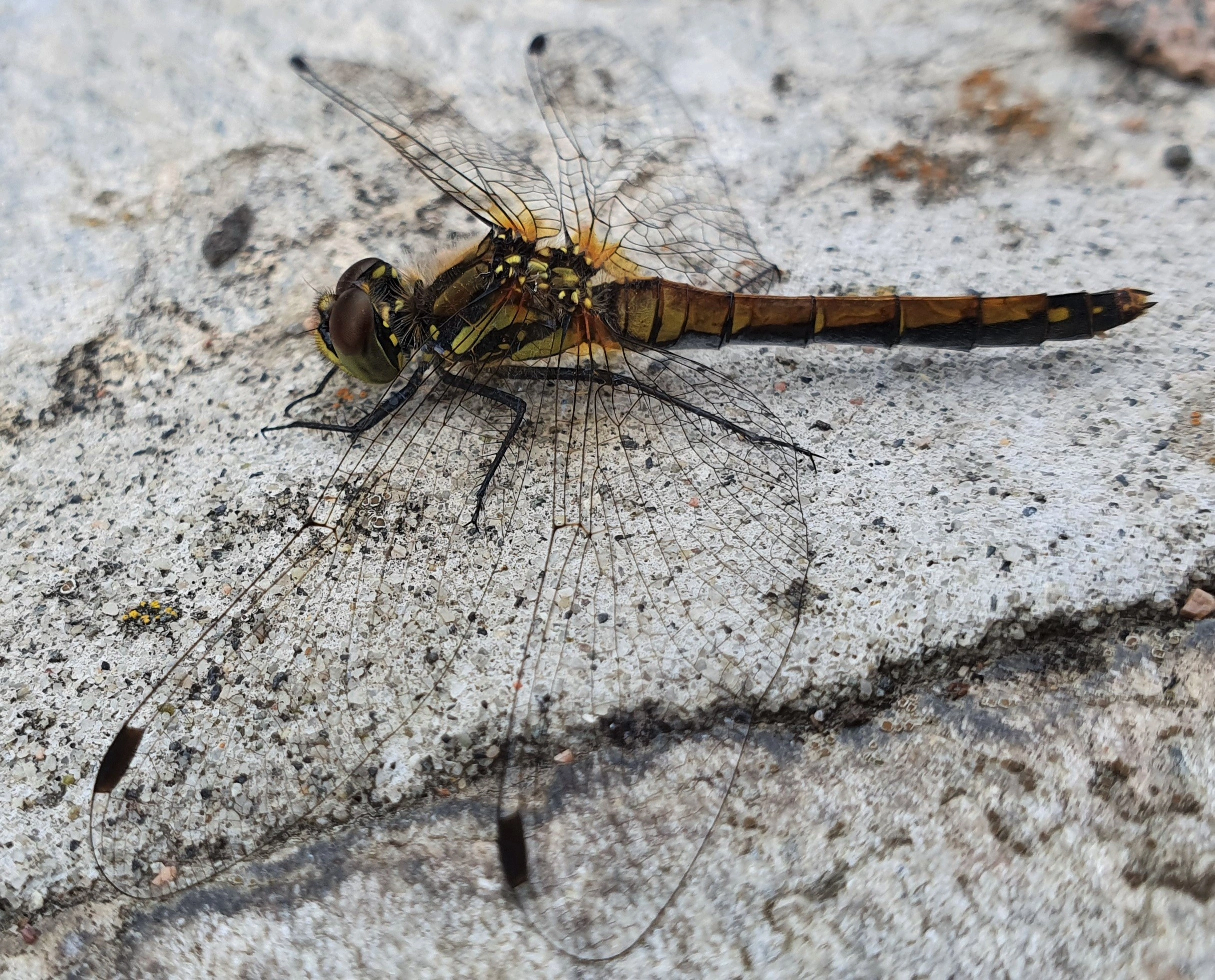 : Sympetrum danae.