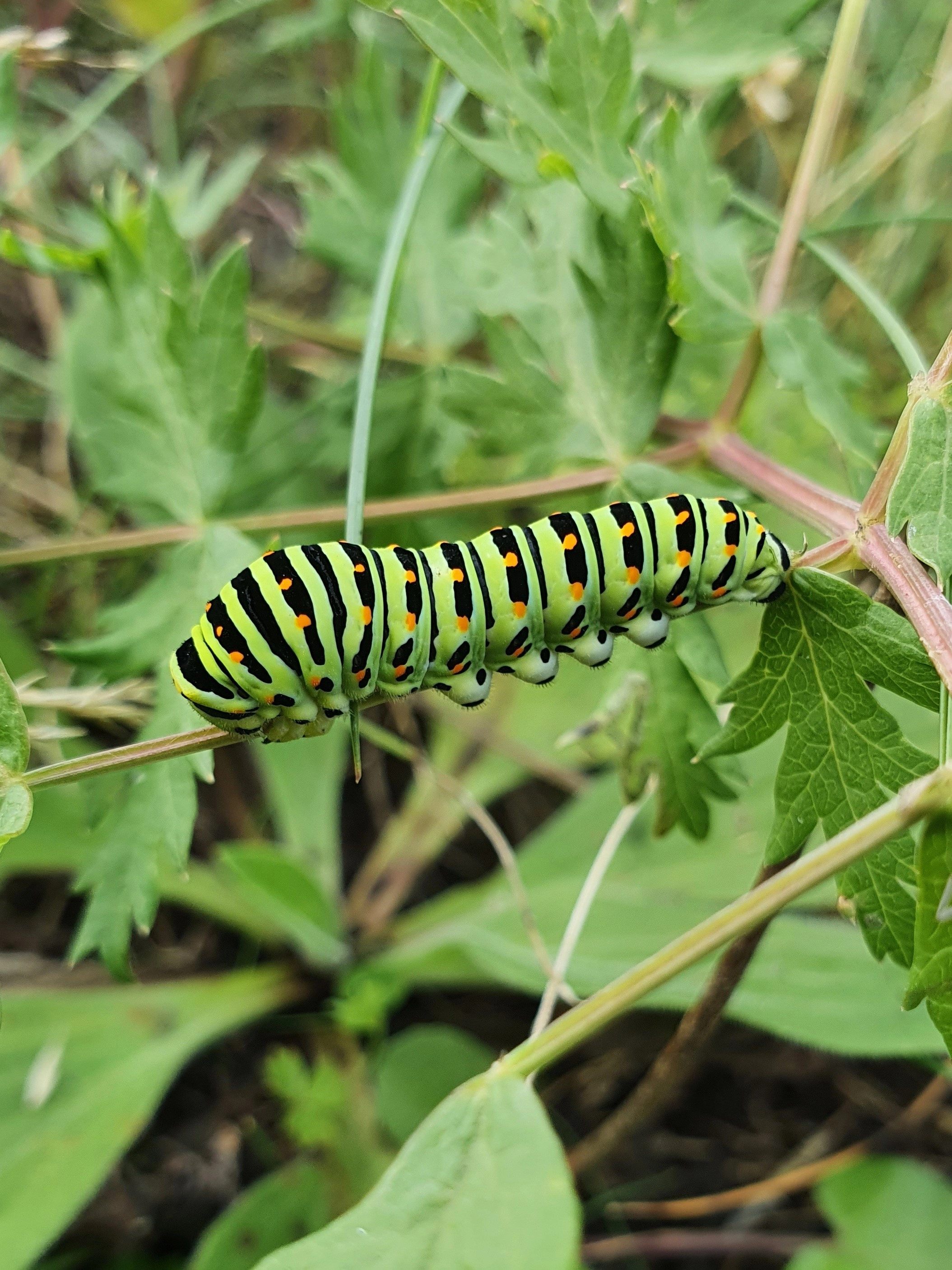 : Papilio machaon.