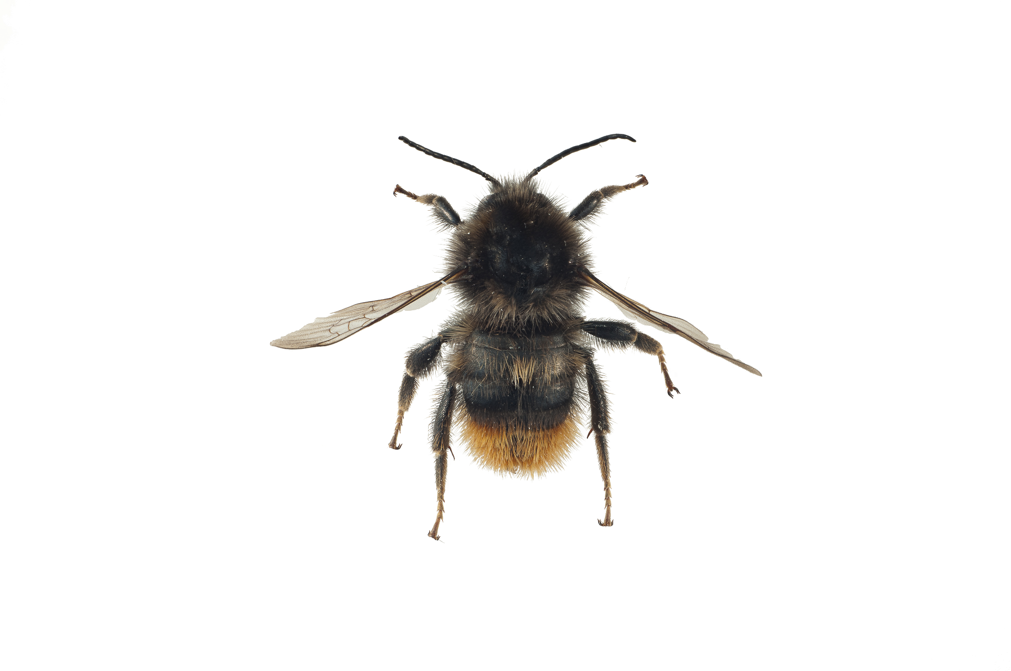 : Bombus (Thoracobombus) ruderarius.