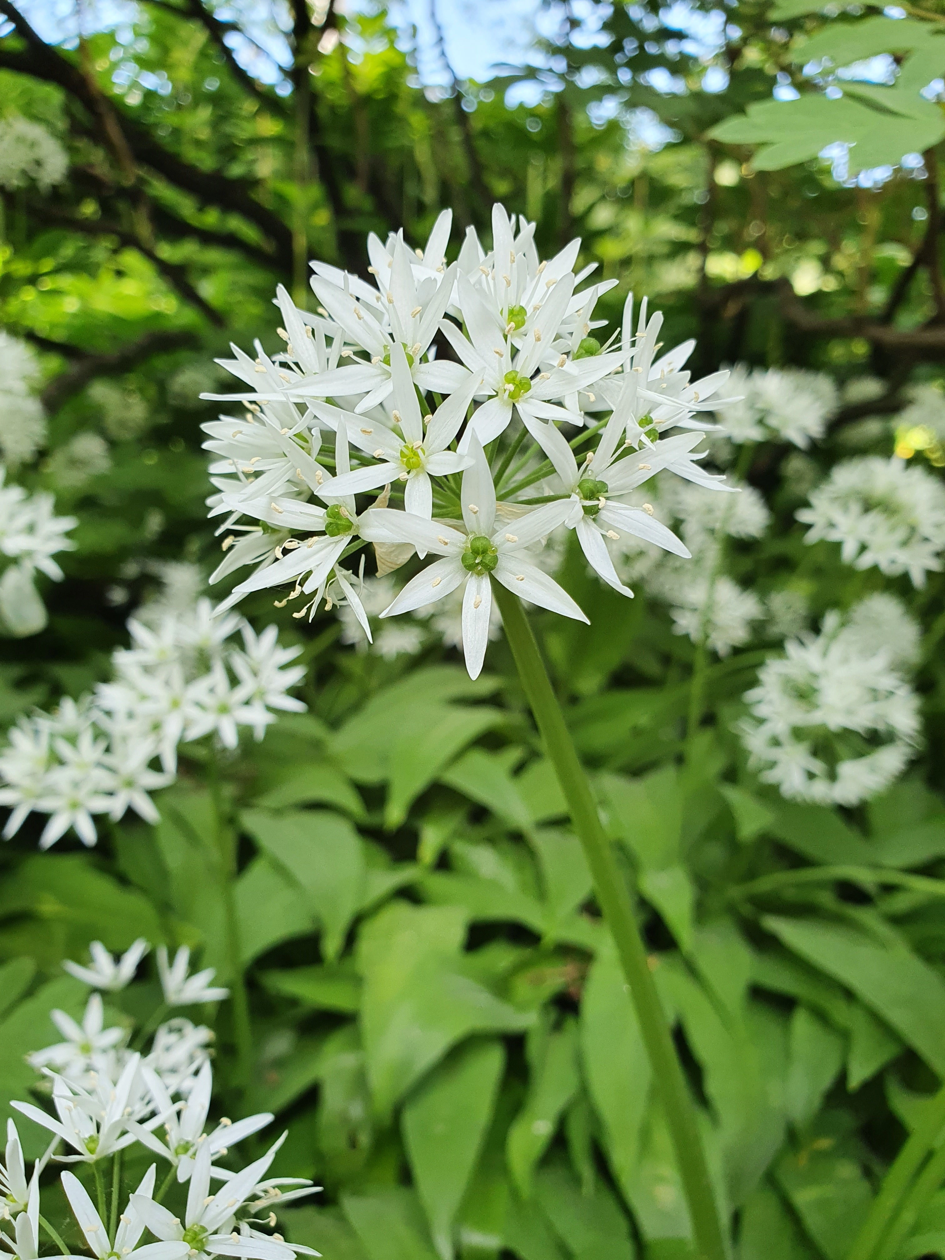 : Allium ursinum.