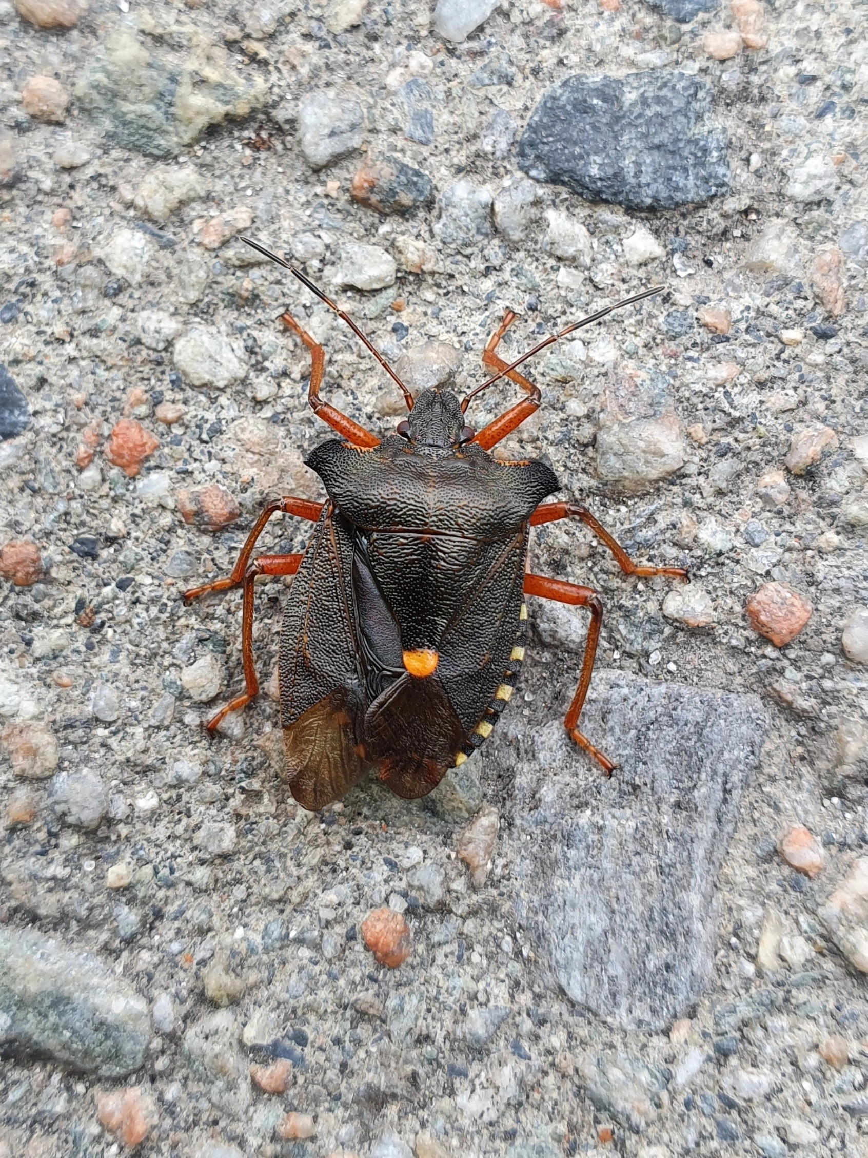 : Pentatoma rufipes.