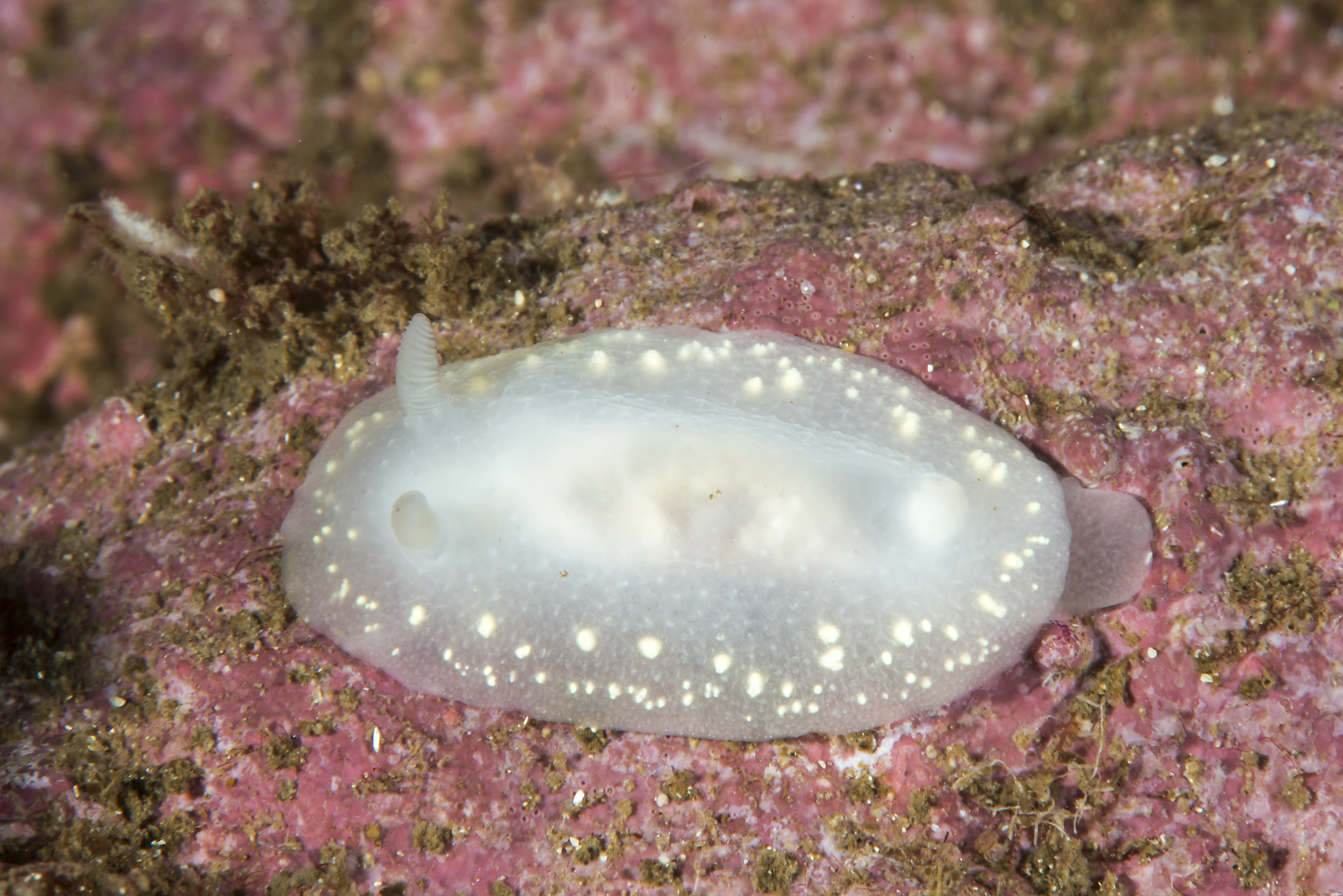 : Cadlina laevis.